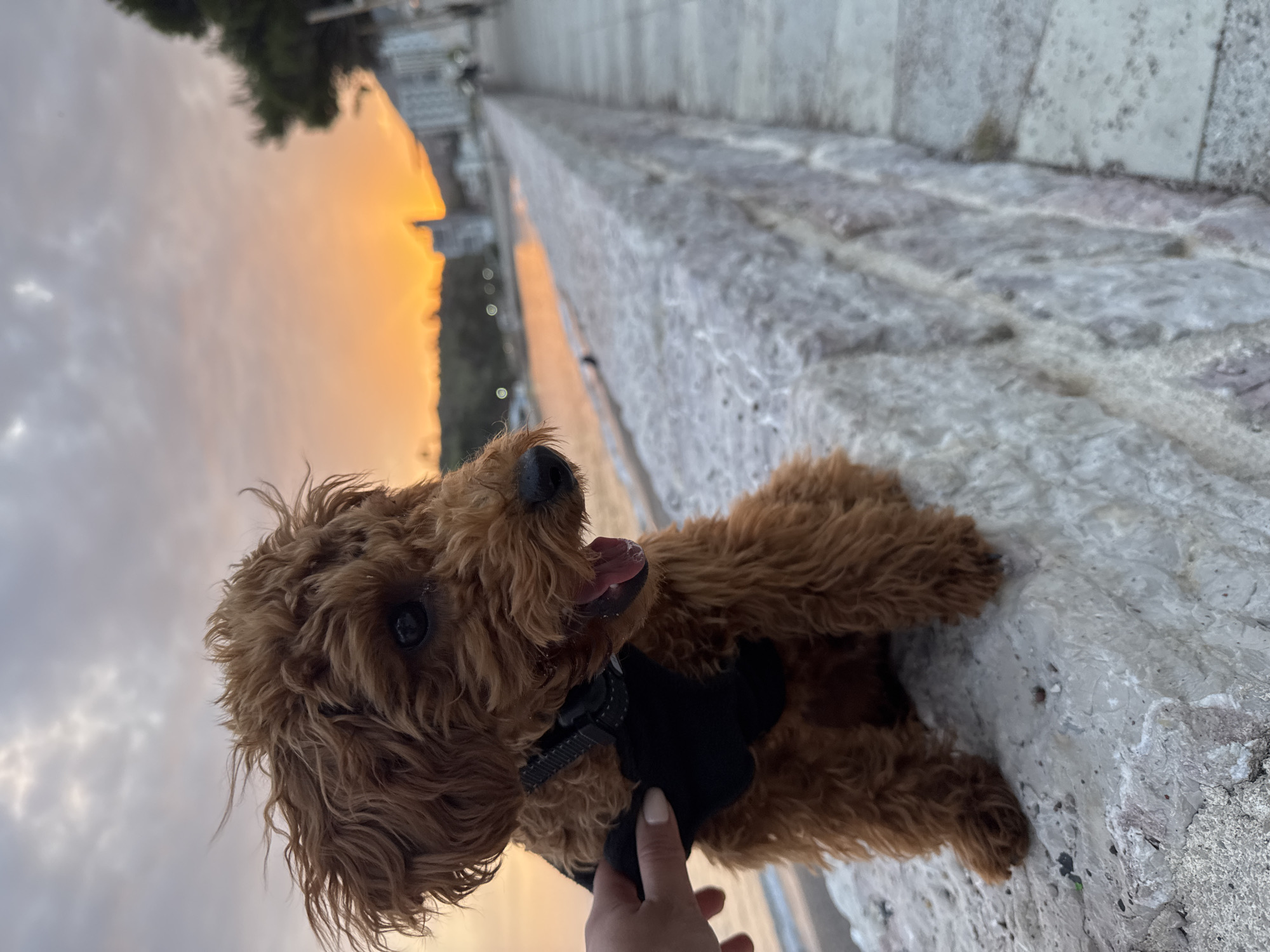 A small, fluffy brown dog, likely a poodle or poodle mix, is the primary subject of this vertically oriented image. The dog, with curly brown fur and wearing a black harness, is lying comfortably on a textured, light grey stone or concrete wall. Its mouth is slightly open, revealing its tongue, suggesting a happy or relaxed demeanor. A human hand is gently touching the dog's chest near its harness.
The background features a stunning sunset over a body of water, probably the sea, given the coastal location of Sutomore, Montenegro. The sky is awash with warm orange and yellow tones, which are reflected on the water's surface. In the distance, silhouettes of hills and buildings frame the horizon. Above the vibrant sunset, the sky shows soft grey clouds, indicating a partly cloudy evening. The time of day is clearly sunset, creating a warm and peaceful ambiance. The setting appears to be a seaside promenade or similar structure. There is no visible text in the image.