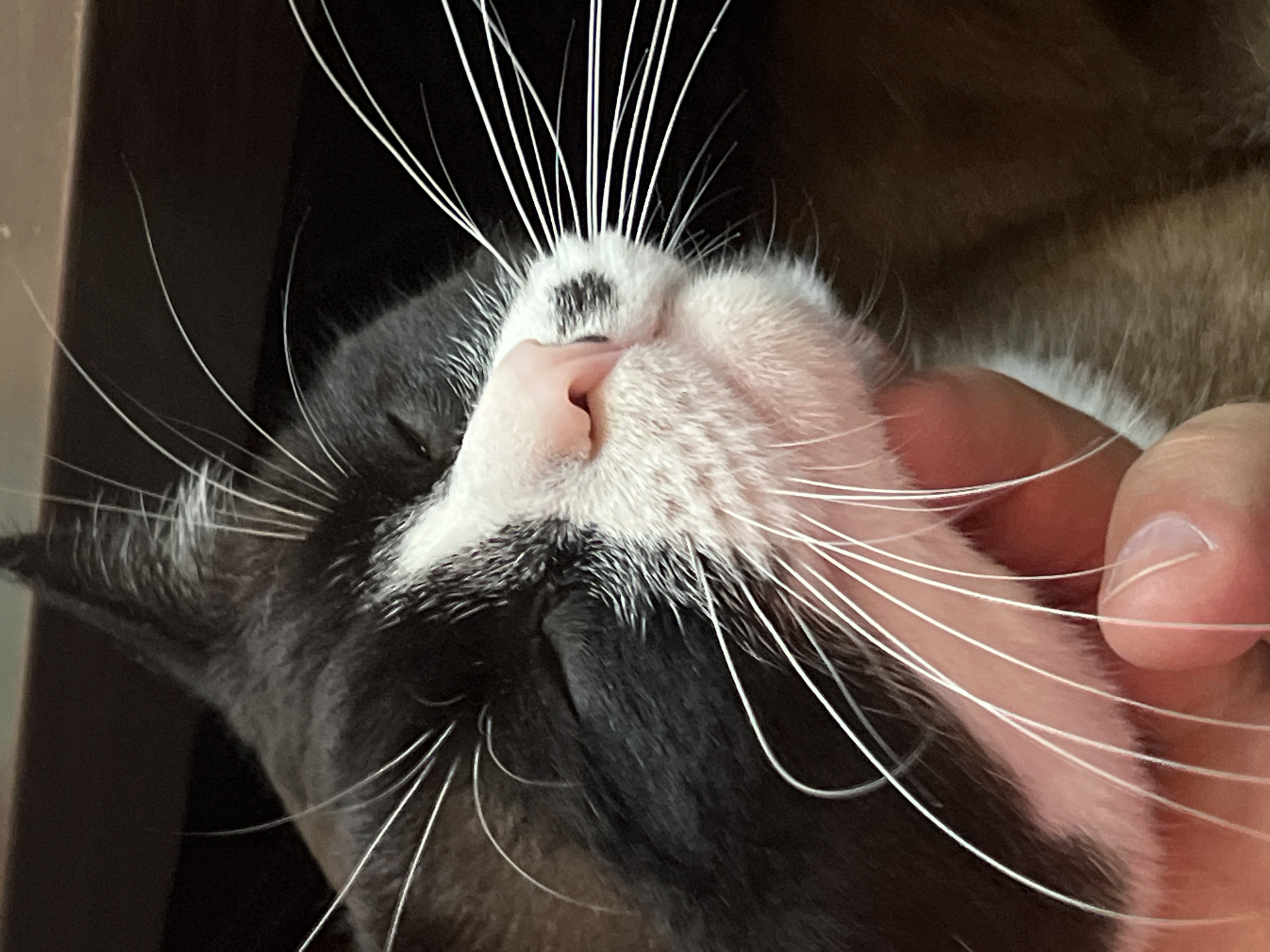 A close-up, low-angle shot shows a black and white cat's face being gently petted by a human hand. The cat's eyes are closed, and its whiskers are prominent against the dark background. The cat's fur is soft and fluffy, with a pink nose and a white patch on its face. The human hand is positioned near the cat's chin, with fingernails visible. The background is dark and out of focus, suggesting an indoor environment. The image does not provide any information about the city of Noviy, Russia, or its location.
