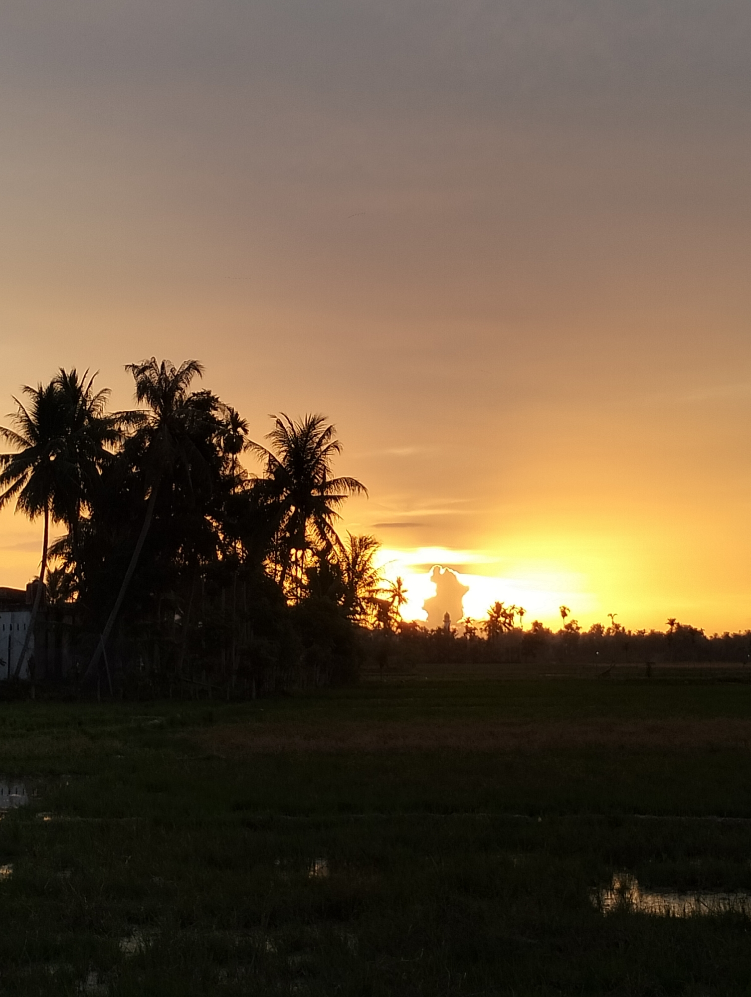 The image depicts a sunset in Meunasahalue, Indonesia. The sky is a gradient of orange and yellow, with a few clouds near the horizon. Silhouetted against the bright sky are several palm trees and other vegetation, as well as a building on the left side of the frame. In the foreground, there is a dark field, likely a rice paddy, with some areas of water reflecting the sky. The overall scene is serene and peaceful, characteristic of a rural landscape at dusk. There are no people or animals visible in the image.