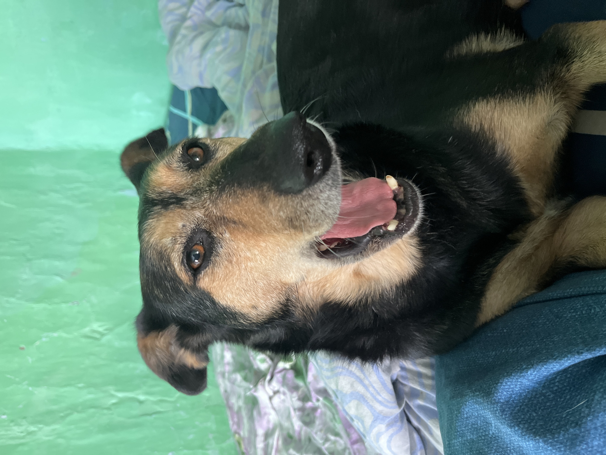 The image shows a close-up of a dog lying on a bed. The dog is black and tan with its mouth open, appearing to yawn. The background consists of a green wall and a bed with patterned sheets. The image does not contain any information about the city of Nizhny Tagil, Russia, or any people.