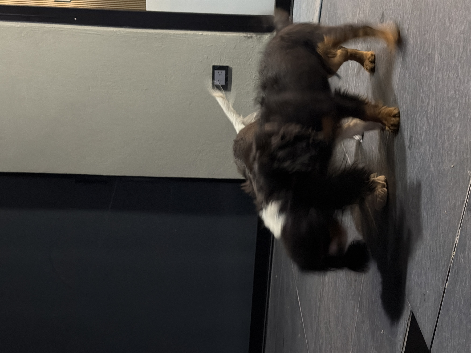 Two dogs are engaged in playful interaction on a tiled floor in a room. The room has a light grey wall with an electrical outlet and a dark grey wall adjacent to it. It's unknown if the location is in Puebla, Mexico.