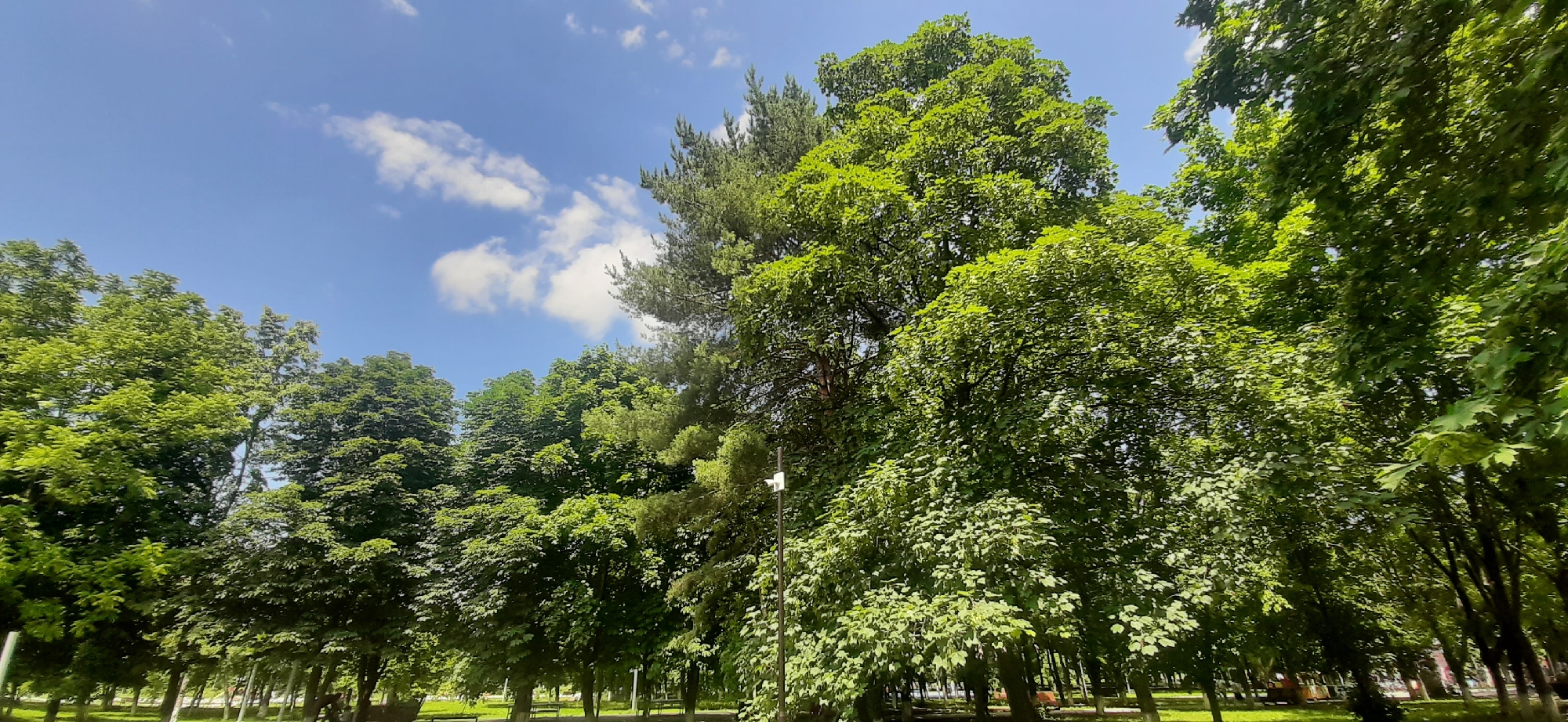 This is a wide-angle, outdoor, daytime photograph taken in a park in Yessentukskaya, Russia. The image features a dense canopy of lush green trees under a bright blue sky with scattered white clouds. The trees dominate the frame, with various species visible, including a tall pine tree interspersed with deciduous trees. In the foreground, on the left side of the image, there are glimpses of park benches and pathways, indicating a recreational area. A single street lamp or security camera on a pole is visible amongst the trees in the middle ground. The overall impression is one of a vibrant, verdant park setting on a clear day.