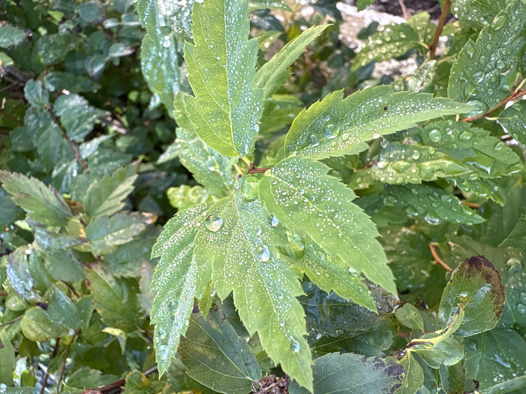 The image is a close-up of green leaves with dew drops on them. The leaves have serrated edges and a prominent central vein. Many small, clear water droplets are visible, some clustered together, while others are larger and more isolated. The background is out of focus and shows more foliage, suggesting the leaves are part of a bush or tree. There are no people or animals present in the image. The scene appears to be outdoors, possibly in a garden or park, given the natural setting and the presence of dew.
The provided location of Kungur, Russia, is not visually discernible from the image itself. There are no man-made structures, landmarks, or specific environmental cues that would identify the location as Kungur, Russia. The image focuses solely on the natural elements of the plant life.