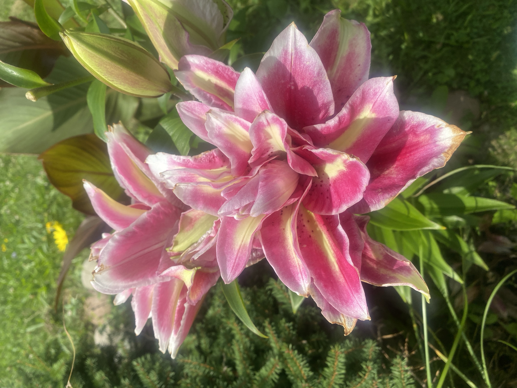 The image displays a close-up view of several pink and white lilies, some in bloom and one in bud, in a garden setting. The flowers are the primary subjects, with their vibrant pink petals edged in white and featuring yellow streaks. The lilies are surrounded by lush green foliage, including what appears to be evergreen branches and broader leaves. In the background, hints of sunlight filter through the greenery, creating dappled light and shadow. A small yellow flower is visible in the upper left portion of the frame, adding a touch of contrast to the scene. The overall environment suggests an outdoor garden in a well-maintained yard. There are no people or animals visible in the image. The location is identified as Pattersonville, United States.