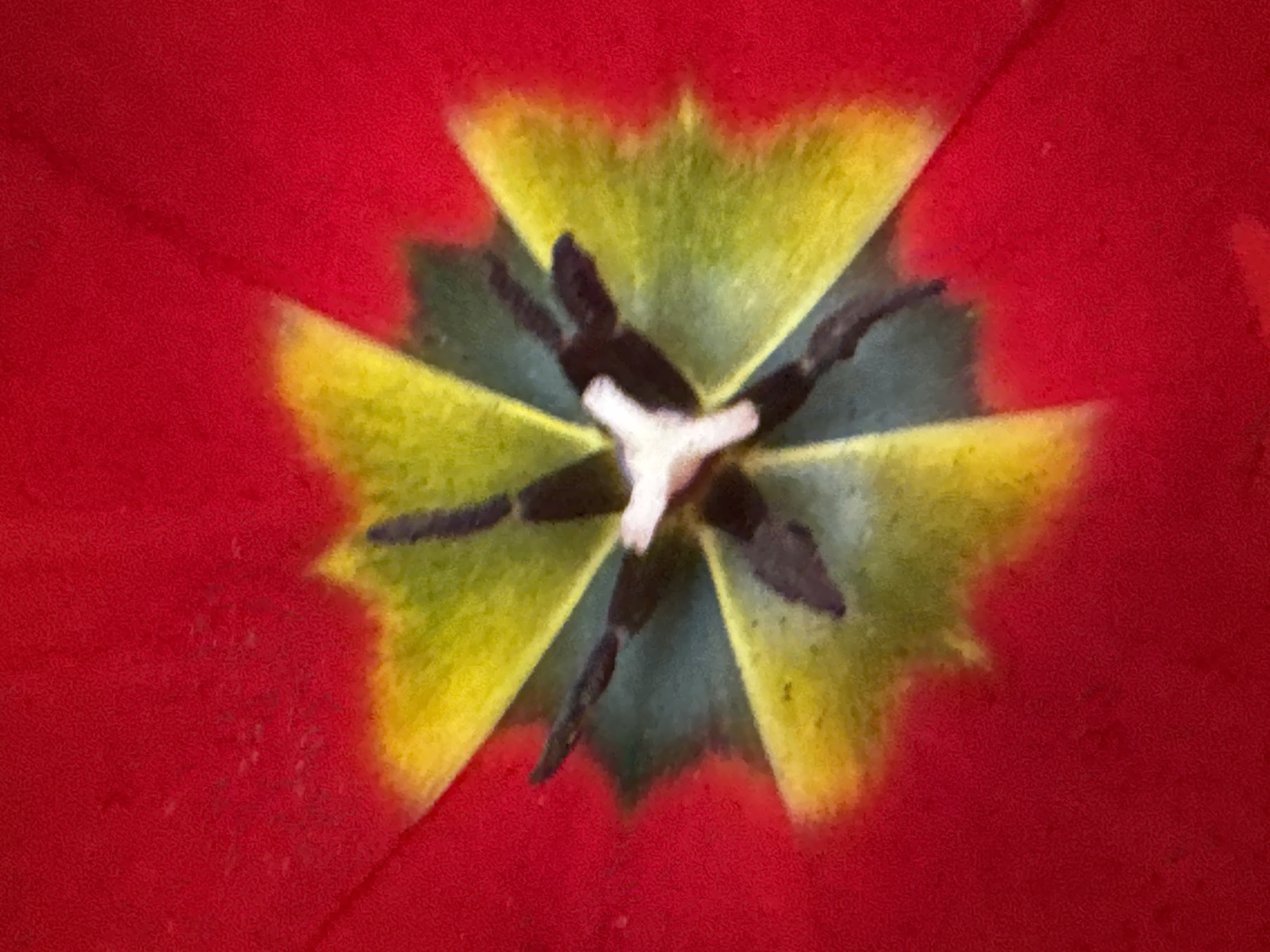 A close-up shot depicts the inner part of a red tulip. The tulip's reproductive organs are visible: dark anthers extending from the center and a light-colored stigma. The petals transition from red on the outer edges to yellow and green near the center, where the reproductive organs are located. The overall environment is indistinct beyond the flower itself. There is no discernible information in the image to connect it to the city of Varna, Bulgaria.