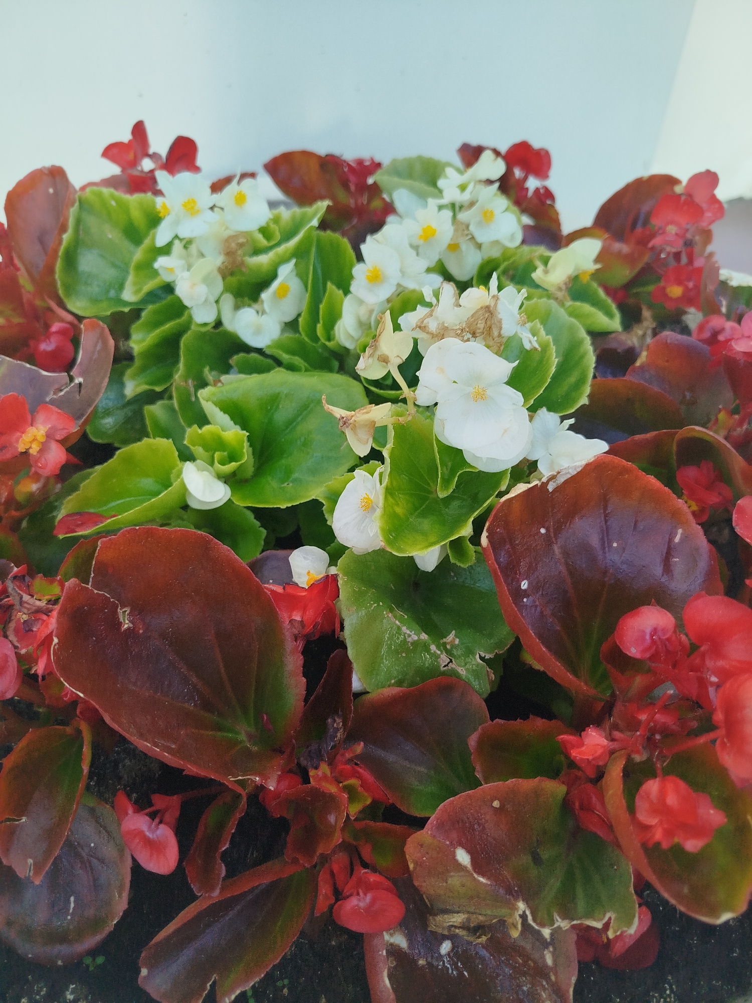 The image captures a close-up view of a flower bed, likely outdoors. Predominantly, the flower bed features wax begonias, showcasing both red and white varieties. The red begonias are scattered around the edges, while the white ones are concentrated in the center, creating a visually appealing contrast. The foliage consists of both green and reddish-brown leaves, adding depth and texture to the composition. The backdrop is a plain white surface, potentially a wall, which helps to accentuate the colors and details of the plants. The image suggests a well-maintained garden or public space, given the arrangement and health of the flowers. It is located in Боровково, Russia.