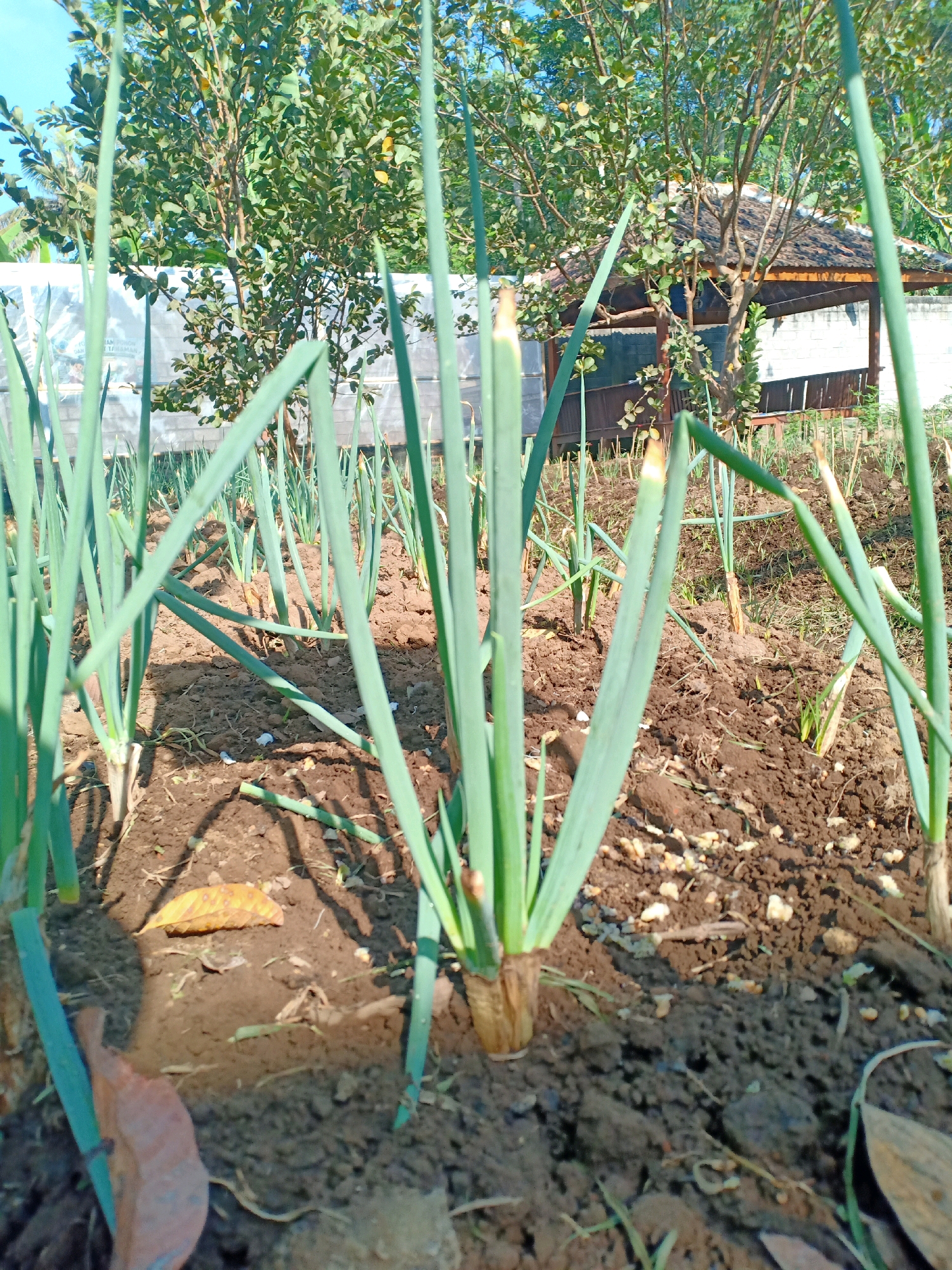 This image depicts a close-up view of a field of young green onions, likely in Kedungrejo, Indonesia, given the context. The plants are a vibrant green, with long, slender leaves emerging from dark, rich soil. The soil is somewhat uneven, with small pebbles and fallen leaves scattered across its surface. In the background, a small, rustic open-air pavilion with a corrugated roof is visible, surrounded by trees and foliage. The overall impression is one of a rural agricultural setting on a clear, sunny day, with the focus sharply on the developing onion crop.