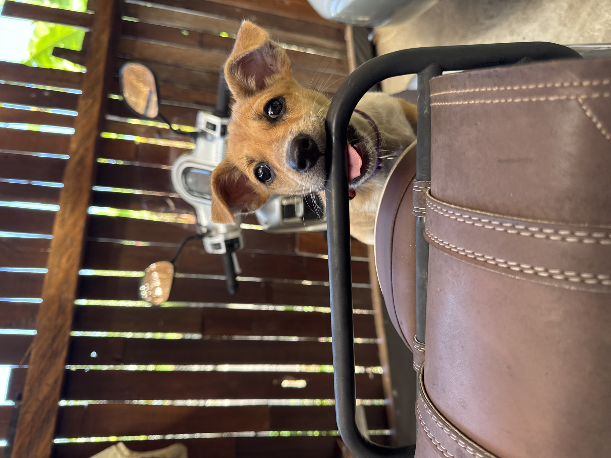 A medium-close, canted, eye-level shot shows a small brown dog with upright ears on a light-colored moped with a brown leather seat. The dog is looking directly at the camera, with its head tilted slightly, a small collar, and its pink tongue visible between a set of front black bars. The moped is near a slatted fence with natural light coming through the slats. The location is presumably Kediri, Indonesia, because the user asked the question in the context of that city.