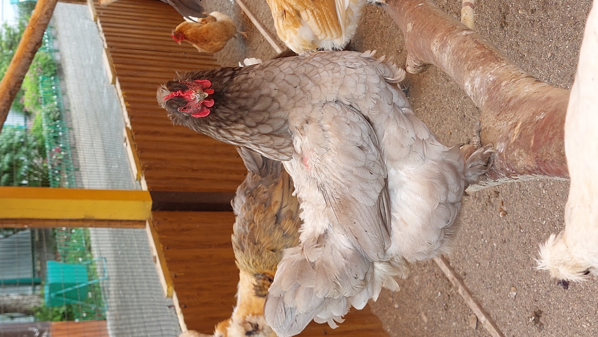 A light grey chicken with fluffy feathers and a red comb is standing in a coop with a wooden fence and a metal mesh fence in the background. Another chicken with brown and tan feathers is partially visible behind it. The ground is covered in dirt and gravel. A branch is positioned in the foreground. The environment appears to be an outdoor enclosure, possibly a farm or zoo, in Yelizovo, Russia, as indicated by the presence of a green trash bin with Russian Cyrillic lettering in the background.