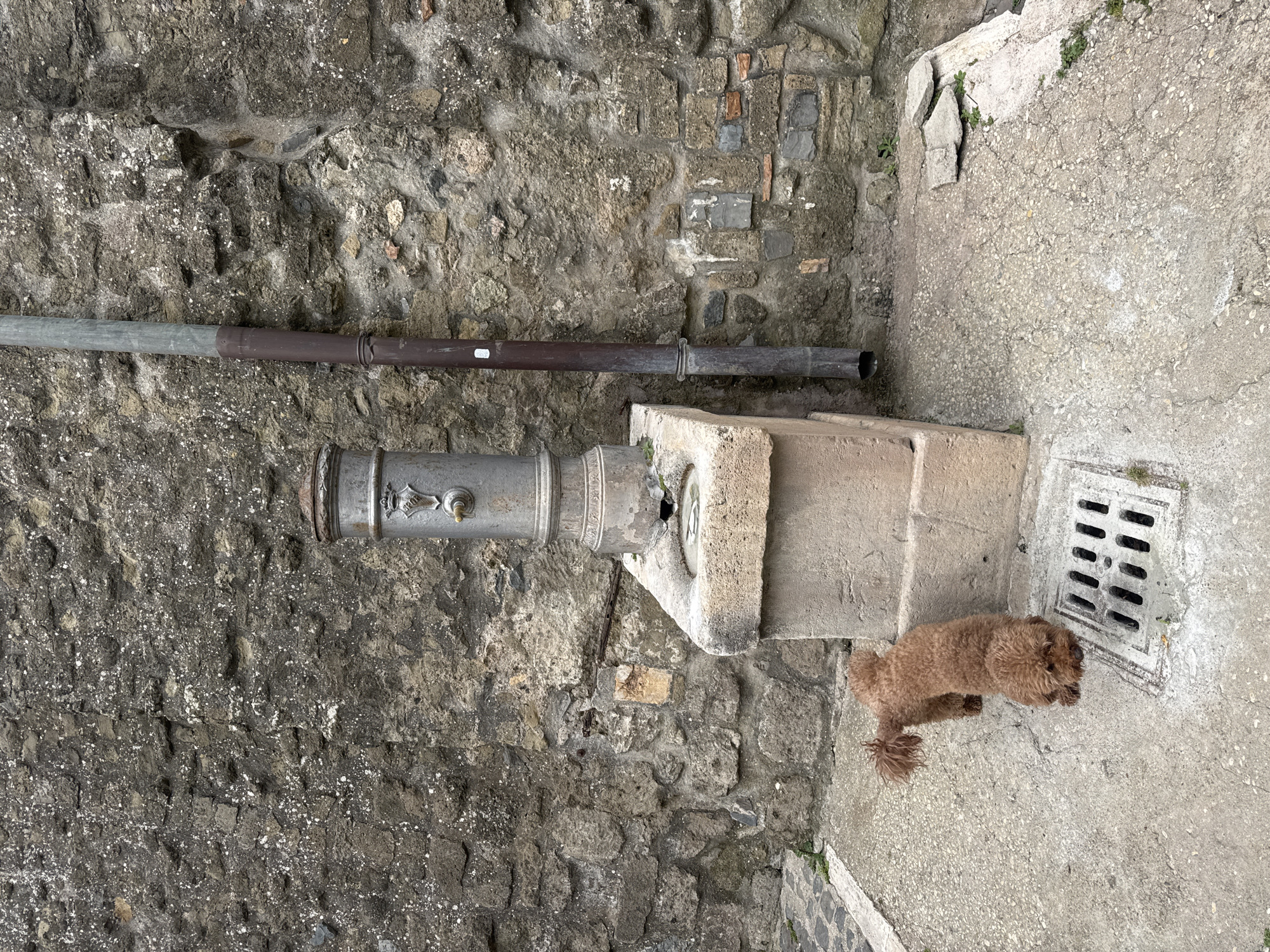 A stone wall forms the backdrop of the image, to the left. The bottom right of the image has a small brown dog standing on cracked and pitted cement with a metal grate. An ornate metal water fountain sits next to a concrete block. A long metal pipe sits on the wall next to the fountain. The image was taken outside in Castelnuovo di Porto, Italy.