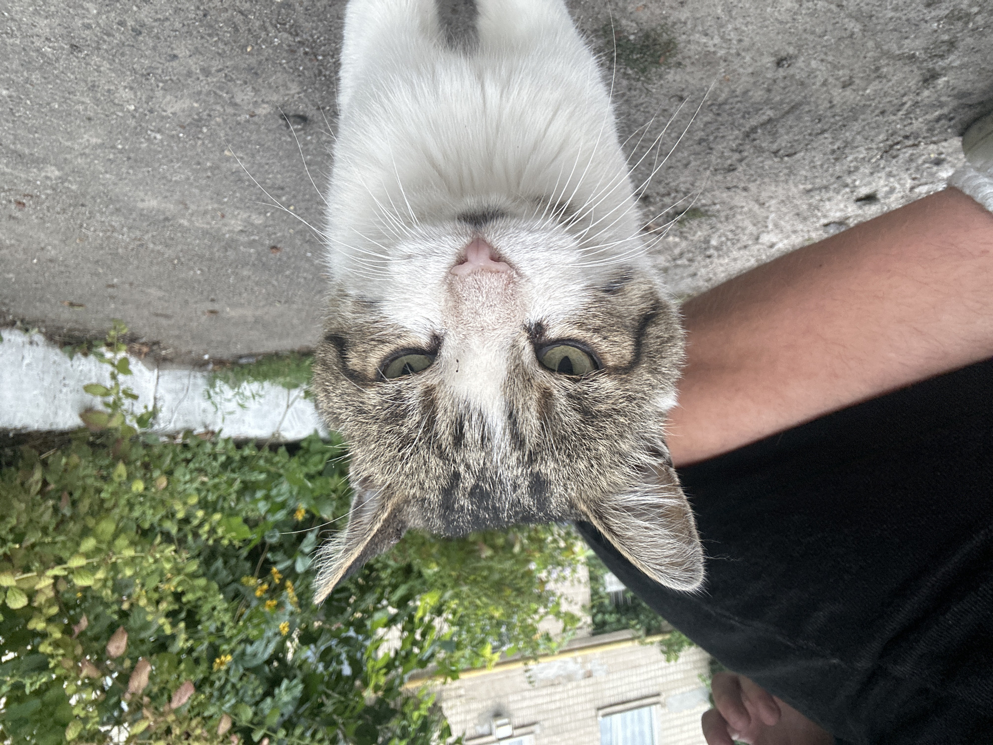 The media file is a close-up, inverted photograph of a domestic cat with tabby markings and white fur. The cat is looking directly at the camera, with its green eyes prominent. Its pink nose and long white whiskers are also clearly visible. The cat's face takes up a significant portion of the frame.
The background is blurred, but it appears to be an outdoor setting. To the left and bottom of the frame, there is lush green foliage, suggesting a garden or a grassy area with bushes. In the further background, there are hints of buildings with tiled roofs, which, combined with the overall scenery, is consistent with a residential area in Ukraine, specifically Khmilnyk. A person's arm, wearing dark clothing, is visible to the right of the cat, with a portion of a leg in black pants at the bottom right. The ground beneath the cat appears to be a paved surface, possibly concrete, with some scattered debris.
The lighting suggests it is daytime, likely overcast, as there are no harsh shadows. The cat's direct gaze and slightly open mouth could imply curiosity or a request for attention. There is no visible text in the image. The composition and focus are centered on the cat's face, making it the undeniable subject of the photograph.