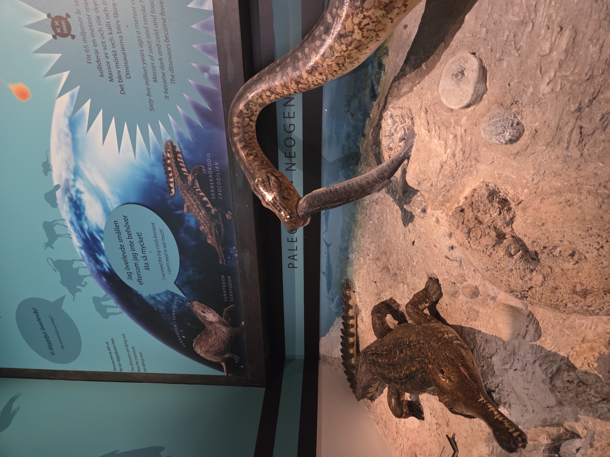 This image depicts a museum diorama of prehistoric life, likely at the Malmö Museum in Malmö, Sweden. In the foreground, a large snake model is shown consuming a fish. Behind the snake, a diorama features two crocodile models on a sandy, rock-strewn surface, with a painted backdrop of an aquatic scene containing shark silhouettes. Above the diorama is a large display board illustrating Earth and depicting various extinct animals and a meteor impact. Text on the display board is in Swedish and English, discussing the extinction of dinosaurs and the survival of mammals. The overall scene captures a moment in Earth's history, presented for educational purposes in a museum setting.