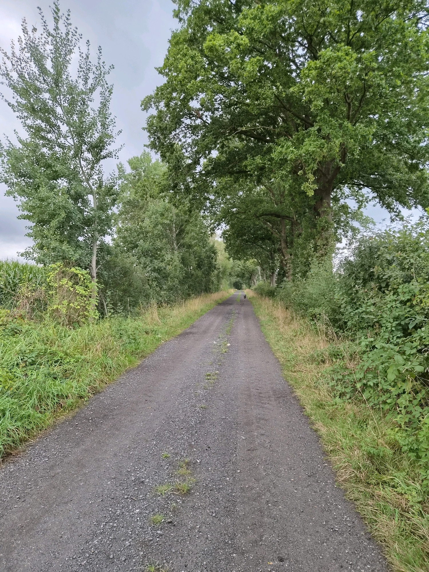 A dirt road extends into the distance, flanked by lush green vegetation and large trees on either side. The road appears to be in a rural area, possibly Schiffdorf, Germany, given the presence of trees and fields. The sky is overcast, suggesting a cloudy day. A small, dark-colored dog is visible in the distance on the road. The overall scene depicts a tranquil natural setting, with the dirt road inviting exploration into the surrounding landscape.