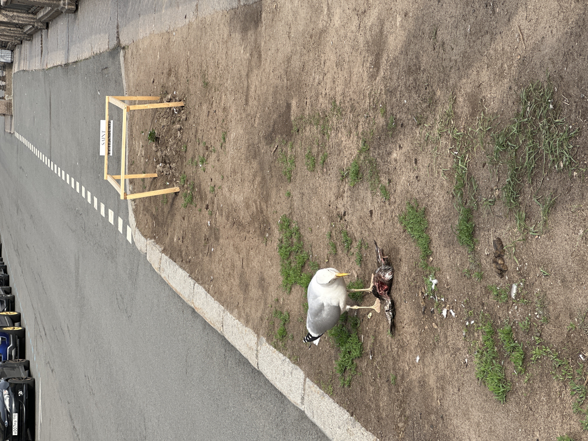 A high-angle shot depicts a scene on a dirt patch adjacent to a street. A seagull stands next to a deceased bird carcass. A sign reads "SAINT PETERSBURG". The dirt patch is partially covered in sparse green vegetation. The street has a dashed white line marking the center. Parked vehicles are on the left of the street. A wooden frame structure stands near the edge of the dirt patch, closer to the street.