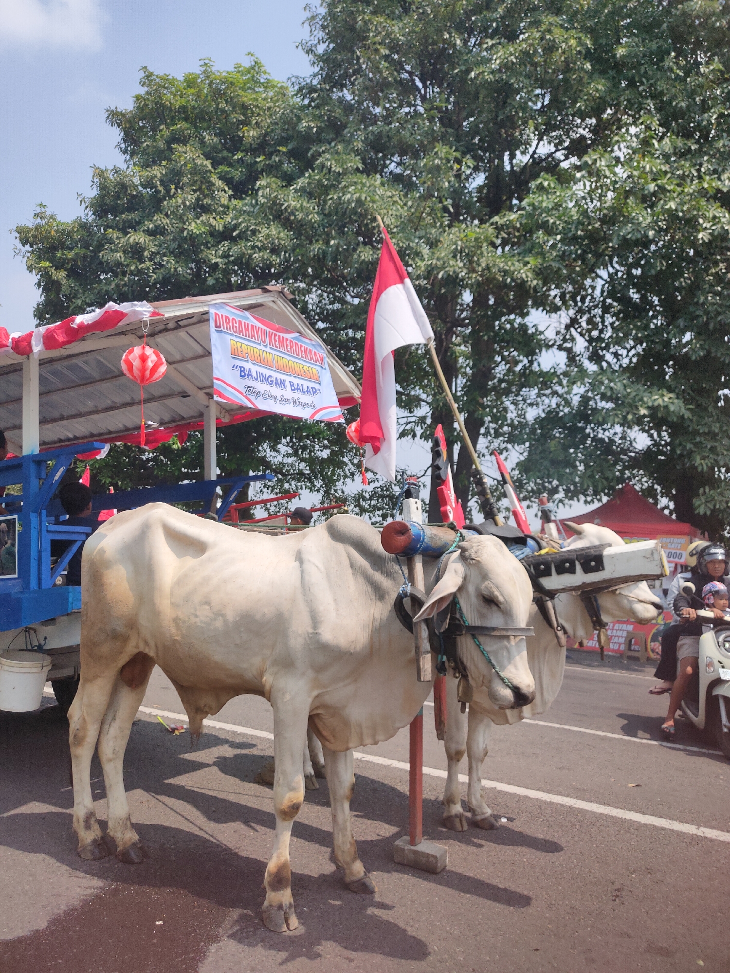 In Ngasem, Indonesia, a parade is underway featuring two white oxen pulling a cart decorated with Indonesian flags and red and white streamers. A banner on the cart reads "DIRGAHAYU KEMERDEKAAN REPUBLIK INDONESIA 'BAJINGAN BALAP' Tetap Eleng Lan Waspo." In the background, a large tree with green foliage stands tall, and other parade participants and onlookers are visible, including a person riding a scooter. The scene suggests a festive celebration, likely for Indonesian Independence Day.