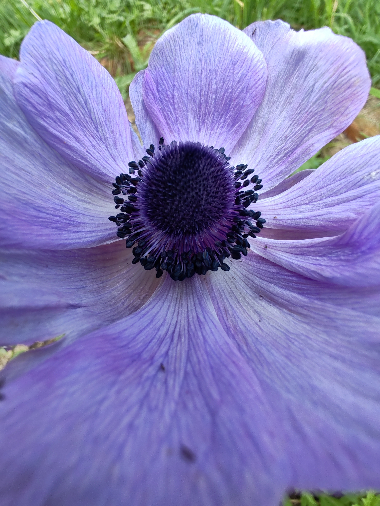 A close-up, eye-level, horizontal shot features a vibrant purple anemone flower. The flower's dark purple center, composed of numerous stamens, is sharply in focus. The delicate, paper-thin petals radiate outwards, displaying intricate veins and a subtle gradient of lighter purple tones. The background is softly blurred, showing hints of green grass, suggesting an outdoor environment. The image was captured in the city of Chuchlem, Russia.
