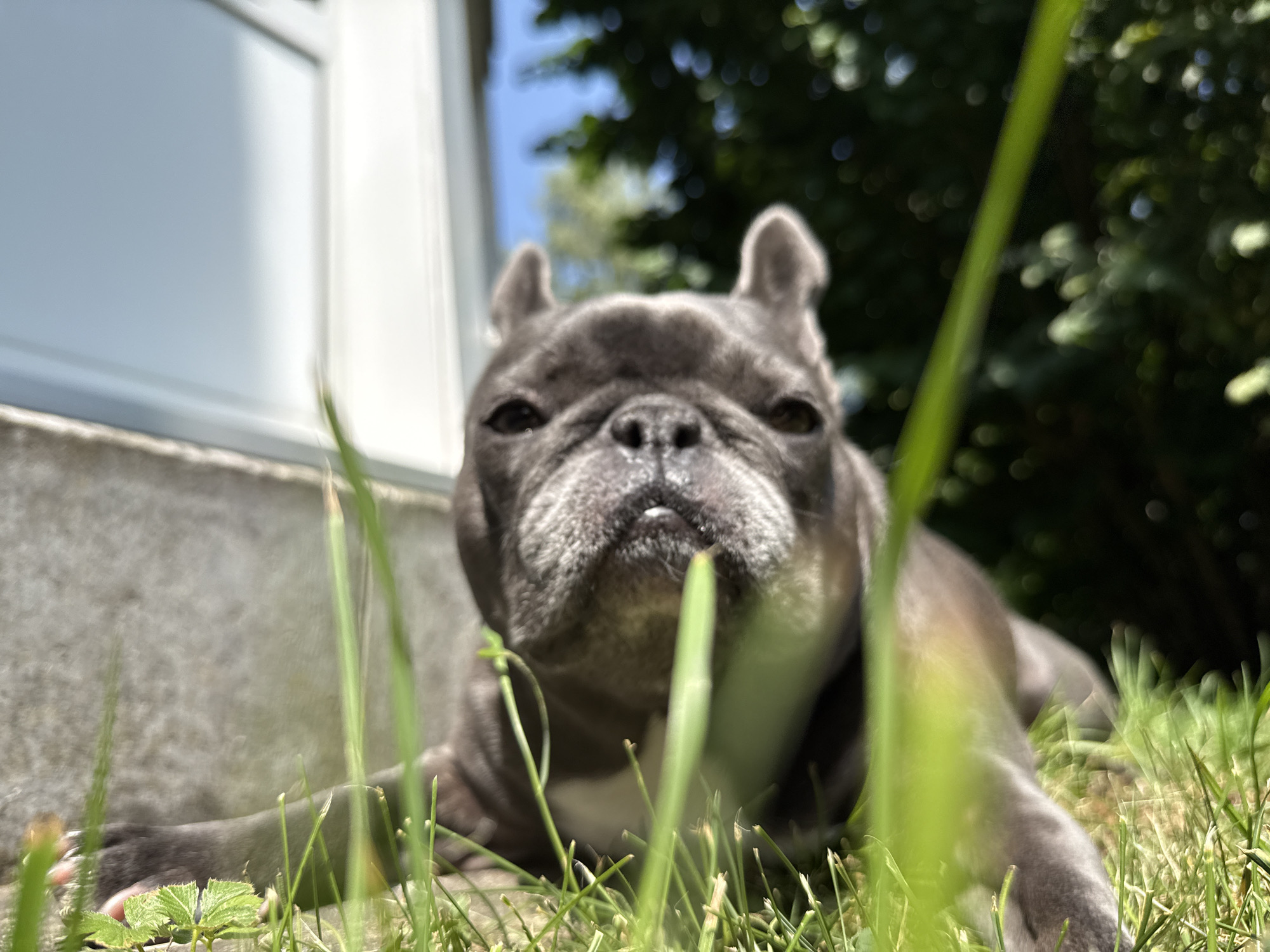 In Bad Sachsa, Germany, a French bulldog is lying on grass in front of a concrete wall and a white window frame. The dog is grey with white markings on its chest. The background is blurred, showing green trees and a blue sky. The image is taken from a low angle, with blades of grass in the foreground obscuring part of the dog's face.