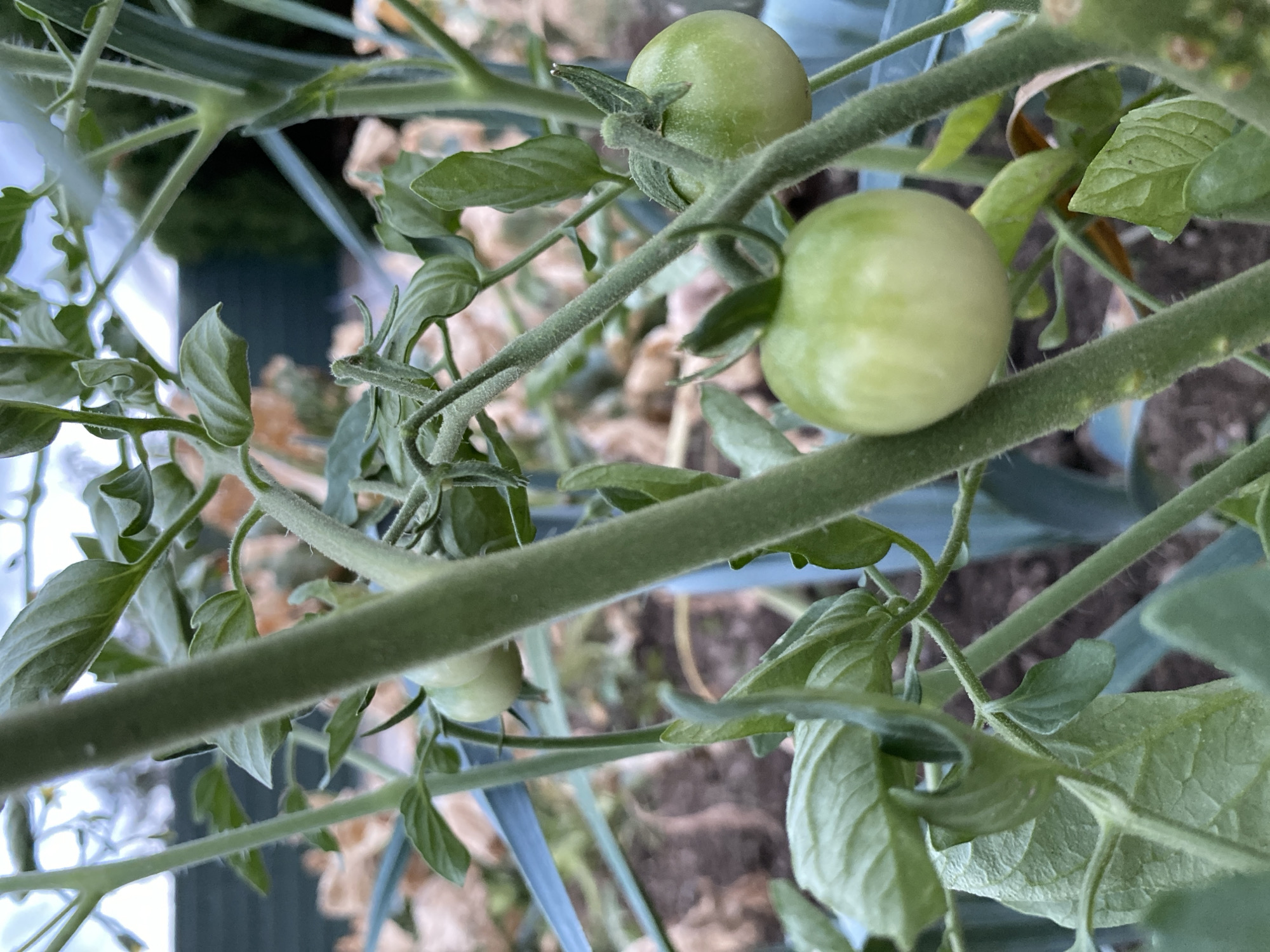 A close-up, low-angle shot focuses on several green, unripe tomatoes growing on a tomato plant. The plant's fuzzy green stems and leaves are prominent, with some leaves curling. The tomatoes, in various stages of development, are round and smooth. In the background, out-of-focus elements suggest an outdoor garden setting with a dark fence and brown mulch. The lighting is soft, indicating an overcast or early morning/late evening scene. No people are visible in the image. The scene is consistent with a garden in Courpière, France.