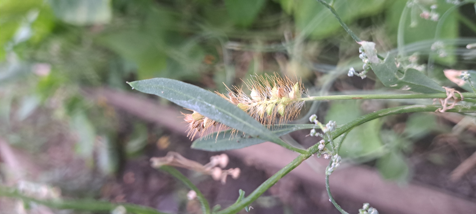 A close-up, vertical, outdoor shot captures a plant with a spiky seed head and a long, thin leaf. The plant is green with some brown elements. The background is blurred, showing patches of green foliage and brown earth. The image appears to be taken in Азьмушкино, Russia, though no specific location details are provided.