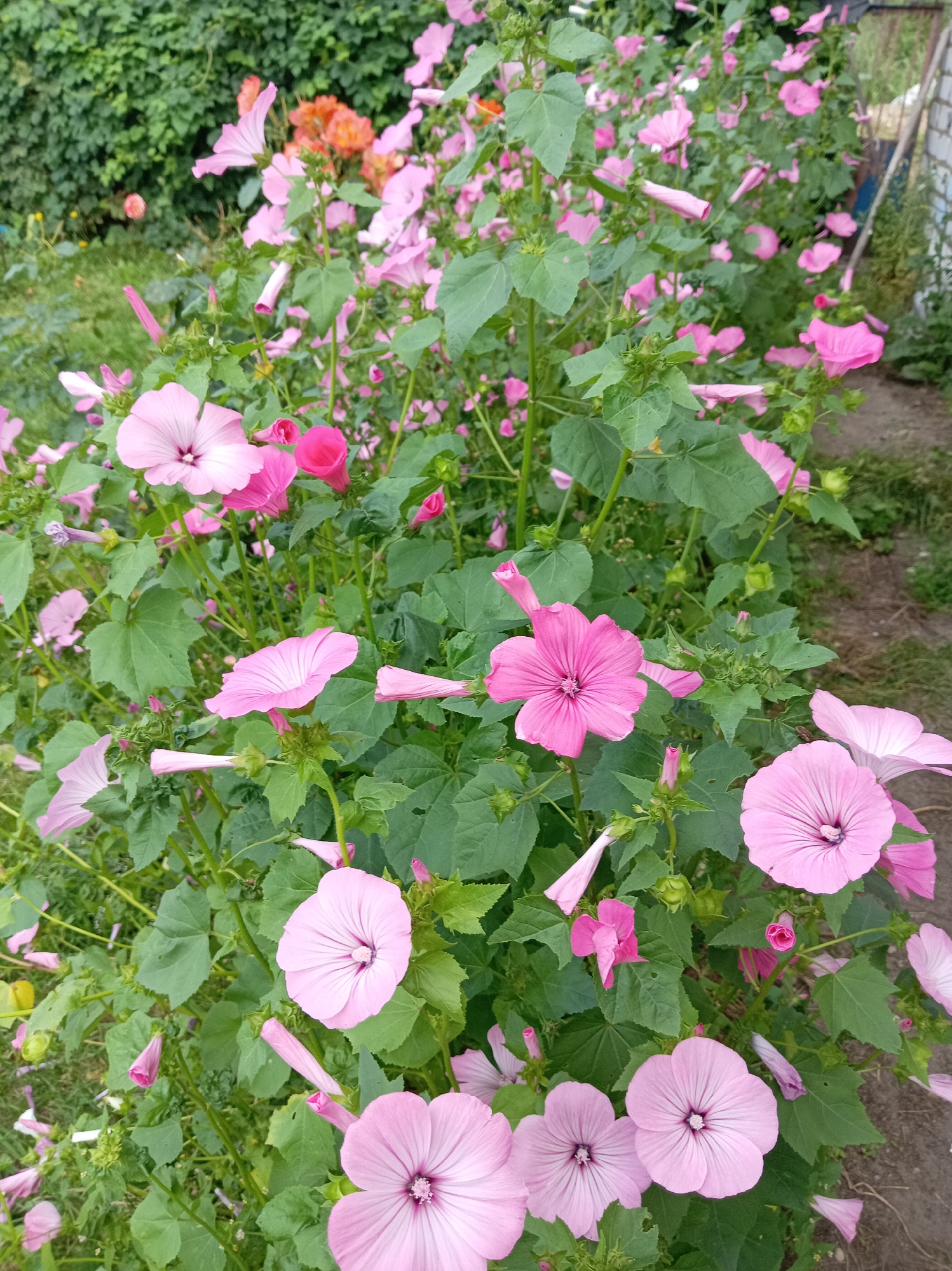 The image depicts a close-up view of a dense patch of pink and lighter pink lavatera flowers in bloom. The flowers are varied in their stage of bloom, with some fully open and others in bud or partially open. The petals are delicate and veined, and some flowers have a darker center. They are interspersed with lush green leaves and stems. The background is blurred, showing hints of more greenery, and a sliver of a gray brick structure and a dirt path to the right. The overall impression is of a vibrant garden setting. The scene is located in Тумілавіцкі сельскі Савет, Belarus.