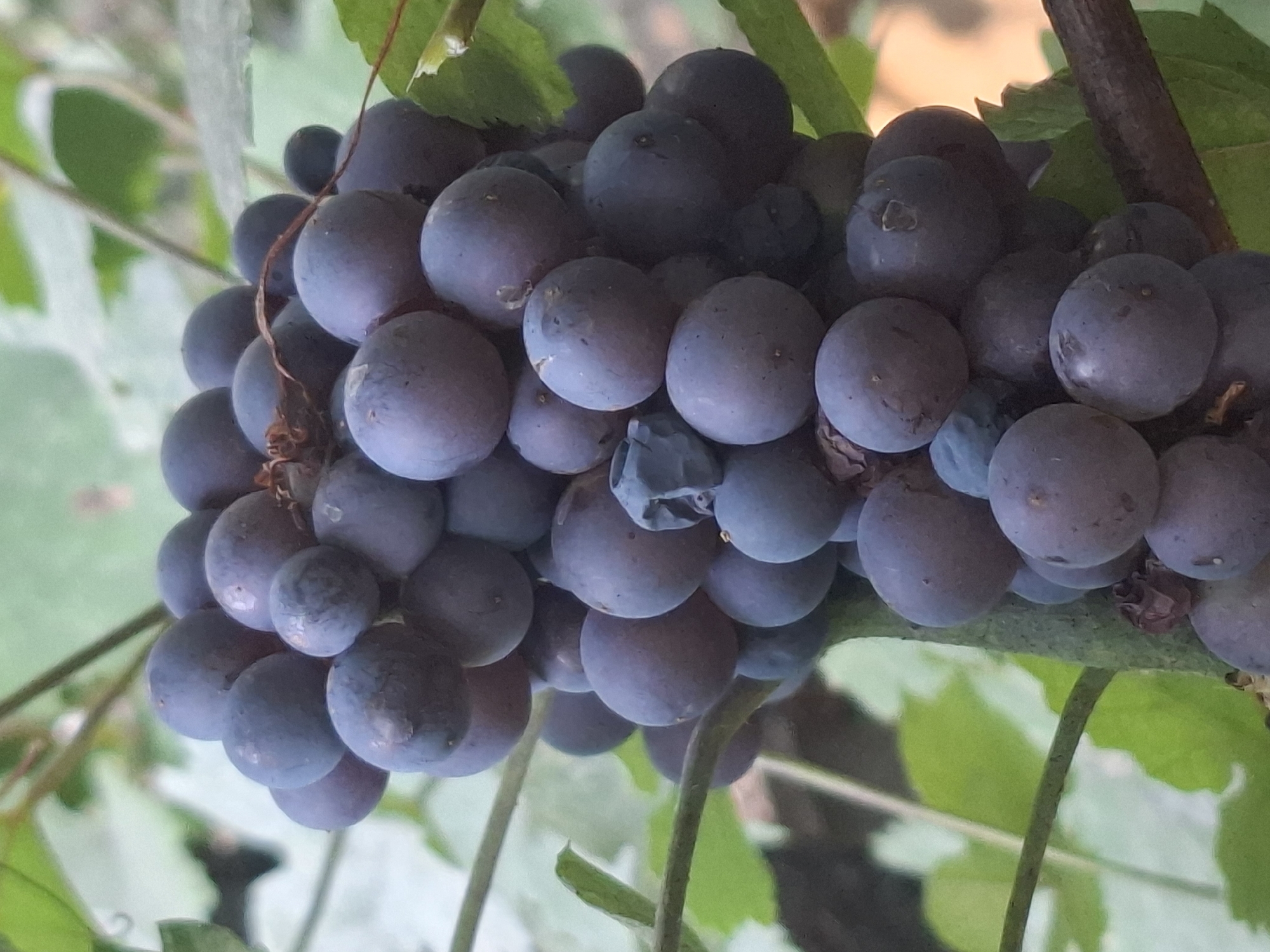 A cluster of dark purple grapes hangs from a vine. The grapes are plump and round, with a slightly dusty bloom on their skins. Some of the grapes are lighter, showing a hint of blue. The vine has green leaves and a thick, woody stem. The background is softly blurred, suggesting an outdoor setting with natural light. The image is a close-up shot, focusing entirely on the grapes and their immediate surroundings. No specific location in Almaty, Kazakhstan can be determined from the visual information provided.