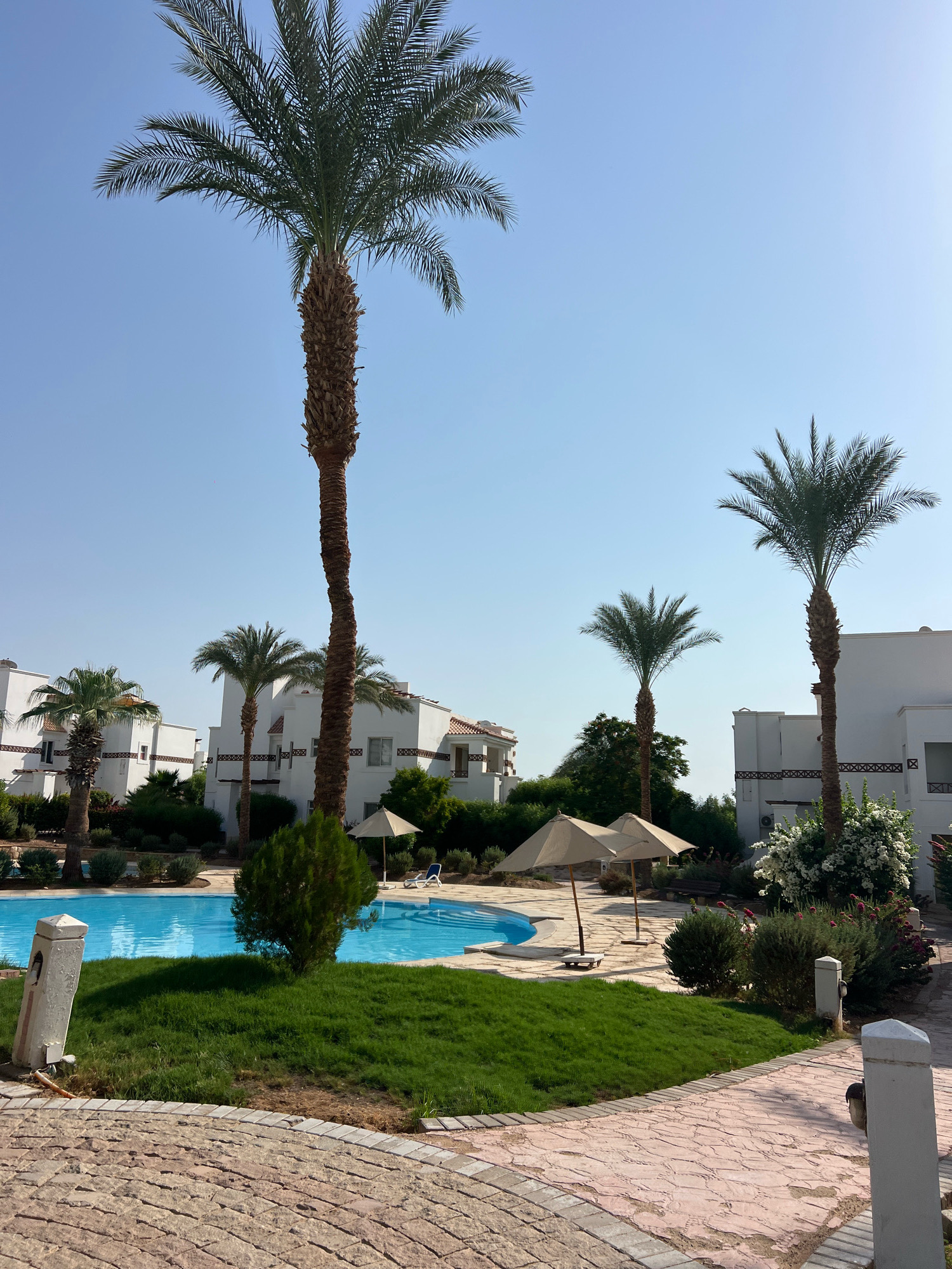 This is an outdoor, eye-level, medium shot of a resort swimming pool area in Sharm El Sheikh, Egypt, on a bright, clear day. The scene is dominated by a bright blue swimming pool with a curved edge. Lush green grass borders the pool, and a lone, conical evergreen tree sits on the grassy area. Several palm trees of varying heights are scattered throughout the scene, with their fronds reaching towards the clear blue sky.
In the background, white, multi-story resort buildings with red-tiled roofs are visible, interspersed with dense green foliage. Two light-colored, umbrella-like structures with wooden legs are set up near the pool, suggesting seating or shaded areas, though no people are present. A white lounge chair with a blue cushion is partially visible near one of the umbrellas.
The foreground features a winding pathway paved with light-colored, irregular stones, bordered by a curve of reddish-brown bricks. Two white, cylindrical posts with metal fixtures are positioned along the pathway, one on the left and another on the right. The overall impression is one of a serene, well-maintained resort environment bathed in sunlight.