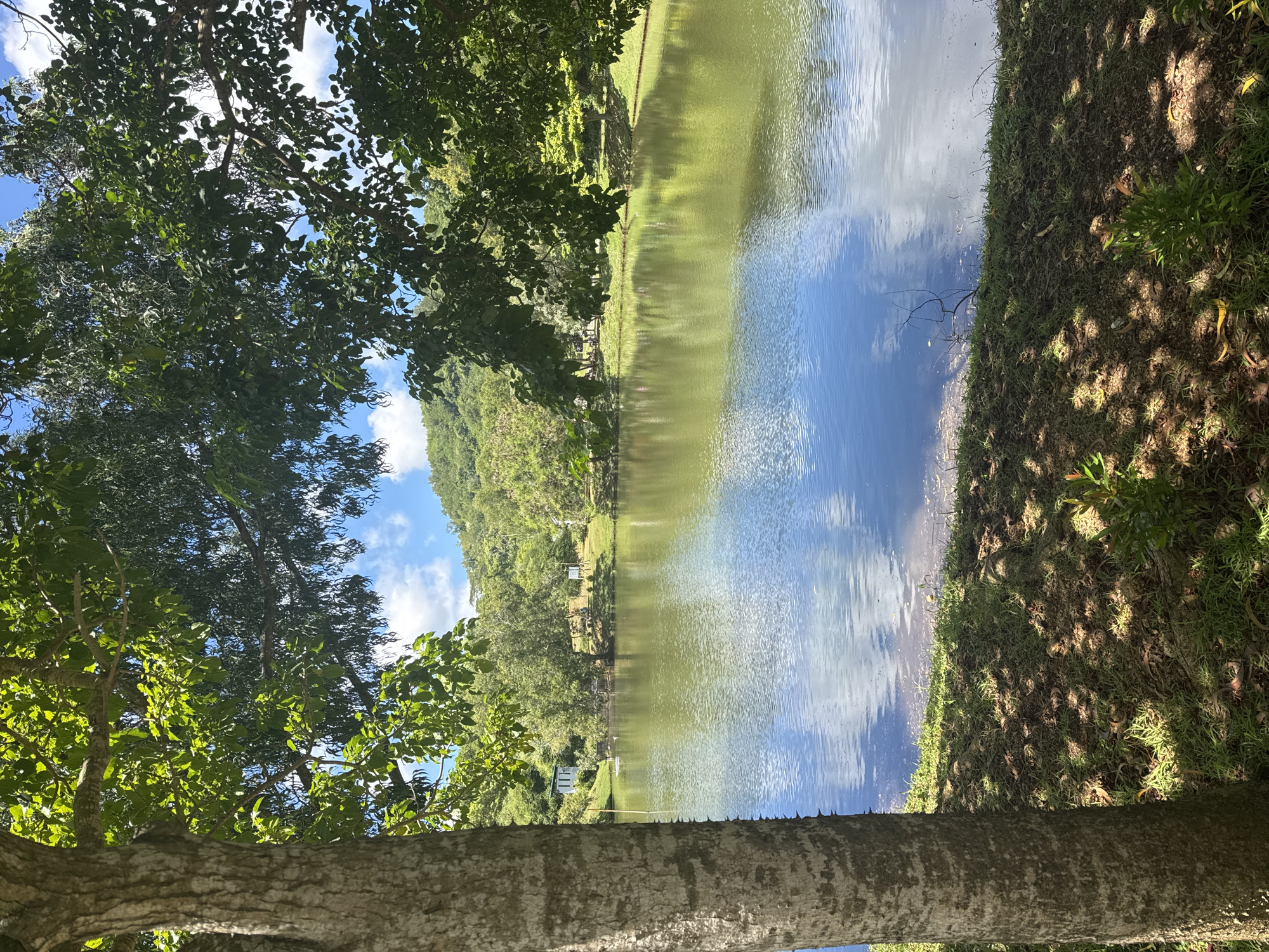 A vibrant landscape photograph captures a serene lake or large pond under a bright blue sky. The image is framed by lush greenery, suggesting a peaceful natural setting.
In the foreground on the left, a large, textured tree trunk with light grey-brown bark rises vertically, its branches and abundant green leaves extending upwards and across the top left corner, creating a natural canopy.
The central part of the image is dominated by the calm water surface of the lake, which acts as a mirror, reflecting the clear blue sky and scattered white cumulus clouds. These reflections create patches of azure in the water, interspersed with reflections of the surrounding green foliage, giving the water a mosaic of blue and light green tones. Gentle ripples are visible on the surface.
On the far side of the water, a grassy bank transitions into dense green trees and vegetation, which ascend to form a prominent, forested hill or mountain in the background. A small, simple white building or structure is visible nestled among the trees on the far bank, close to the water's edge, possibly indicating a dwelling or boathouse. The near bank, visible on the right, is covered in green grass and appears partially shaded, with some scattered dry leaves on the ground.
The scene is bathed in bright daylight, suggesting a clear, sunny day. The overall mood is tranquil and idyllic. No people or animals are visible, and there is no discernible text in the image.