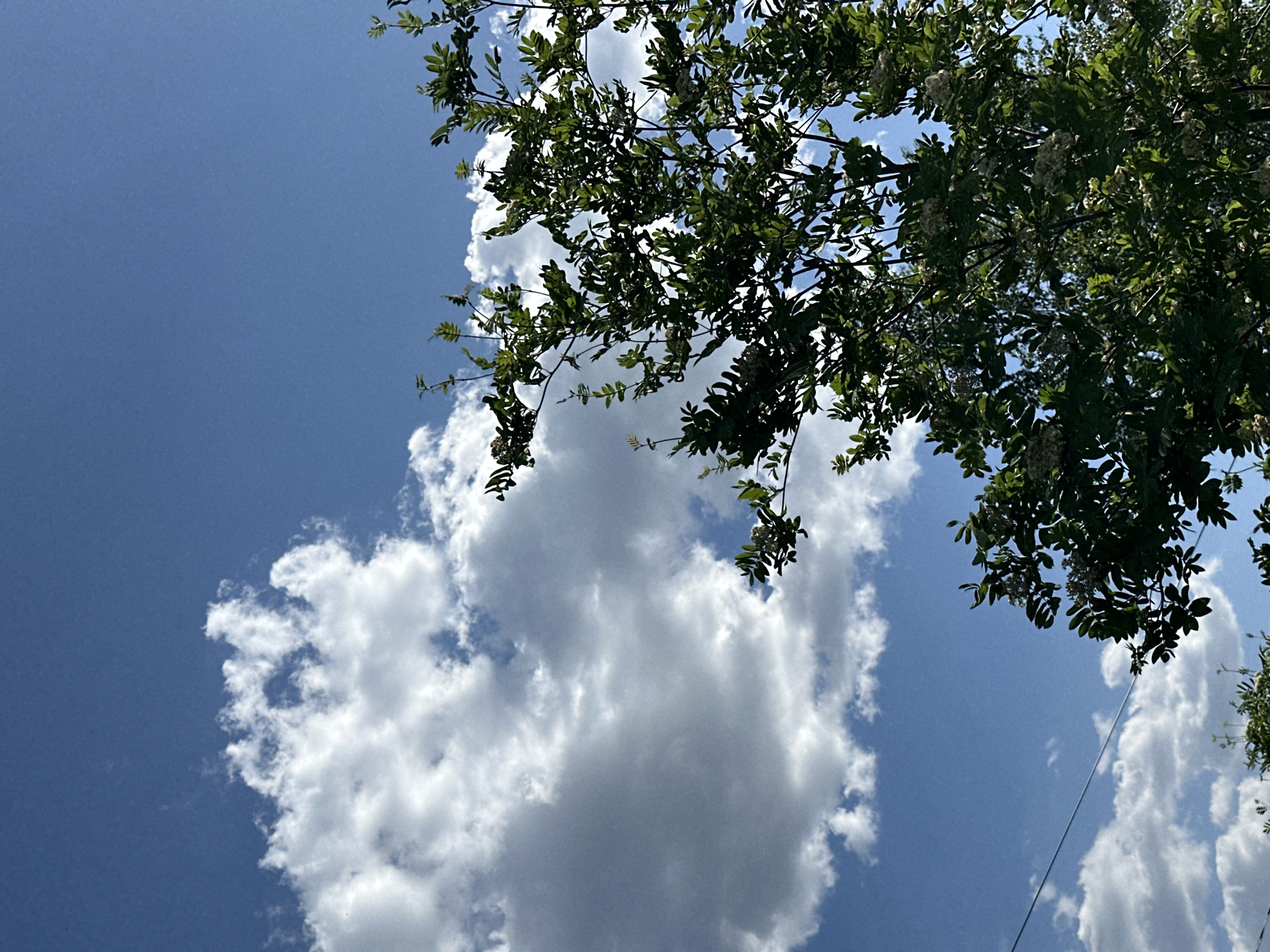 The image, taken in Unknown, Unknown, shows a view of the sky with blue patches interspersed with large, white cumulus clouds. In the upper right corner, a tree with green leaves and white flowers partially obscures the sky. An electrical wire is visible in the lower right quadrant of the image.