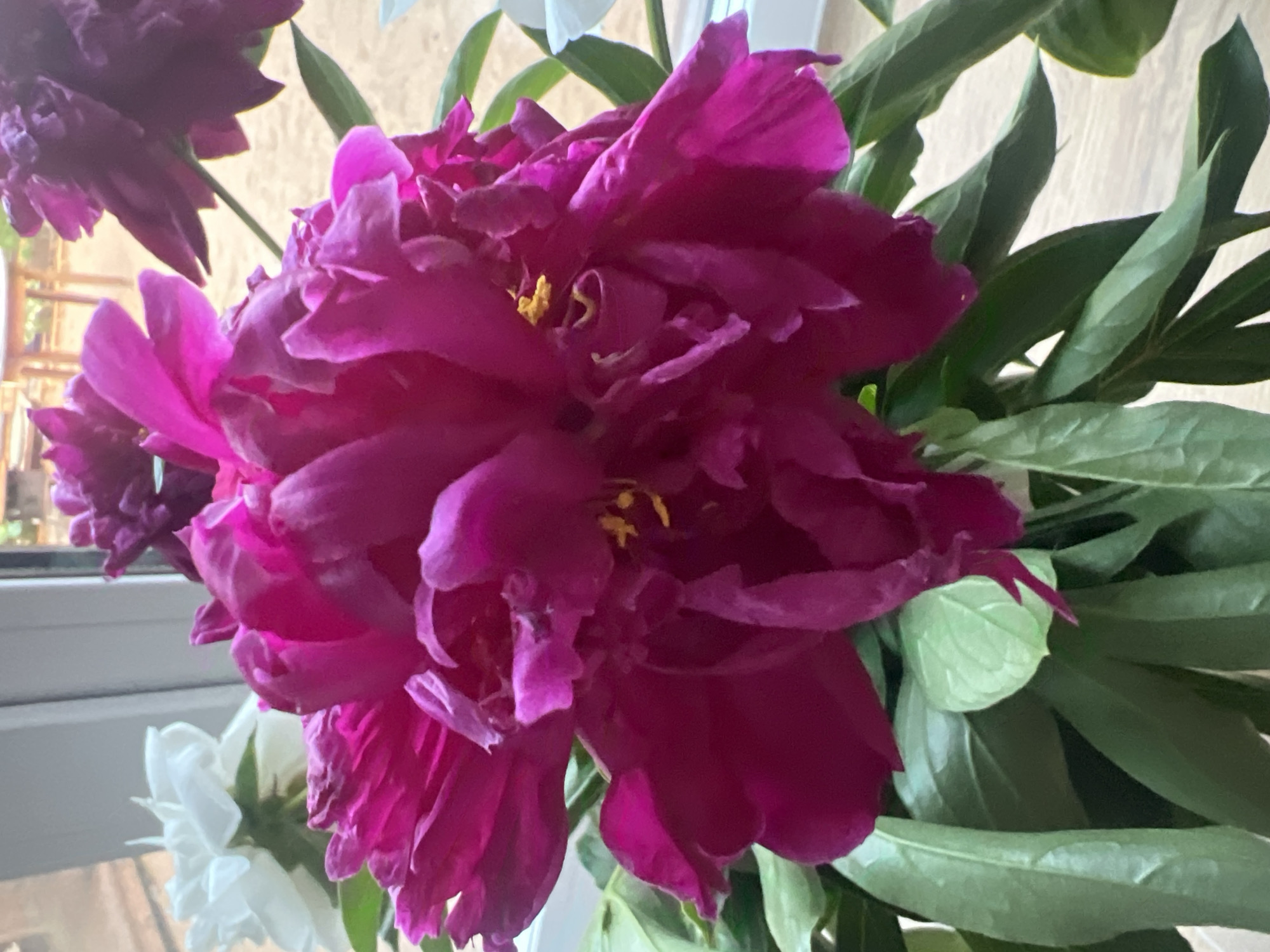 This is a close-up, eye-level, indoor photograph of a bouquet of peonies. The dominant flower in the foreground is a large, fully bloomed pink peony with ruffled petals and visible yellow stamens. Behind it, a partially visible dark purple peony is present, along with a white flower out of focus on the left side. The flowers are set against a backdrop of green leaves and stems. The background shows a light-colored window frame and an out-of-focus view of an outdoor scene with what appears to be furniture. The lighting suggests it is daytime. There are no people or animals visible in the image. The location is specified as Votkinsk, Russia, though no specific landmarks are identifiable within the image to confirm this.