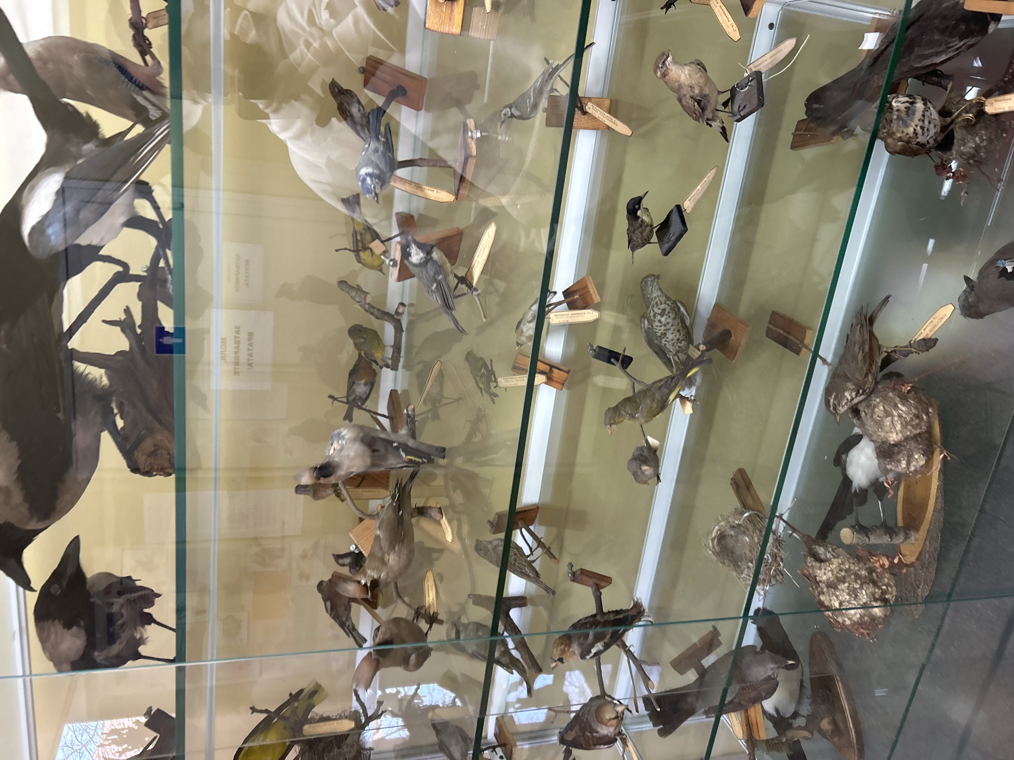 The image depicts a glass display case containing numerous taxidermied birds in the Plovdiv Museum of Natural History in Plovdiv, Bulgaria. The birds are mounted on small wooden platforms and arranged closely together within the case. Their plumage colors vary from gray and brown to black and white. Light reflects off the glass, creating reflections and obscuring some details. The environment appears to be indoors, with a pale yellow or beige background behind the display.