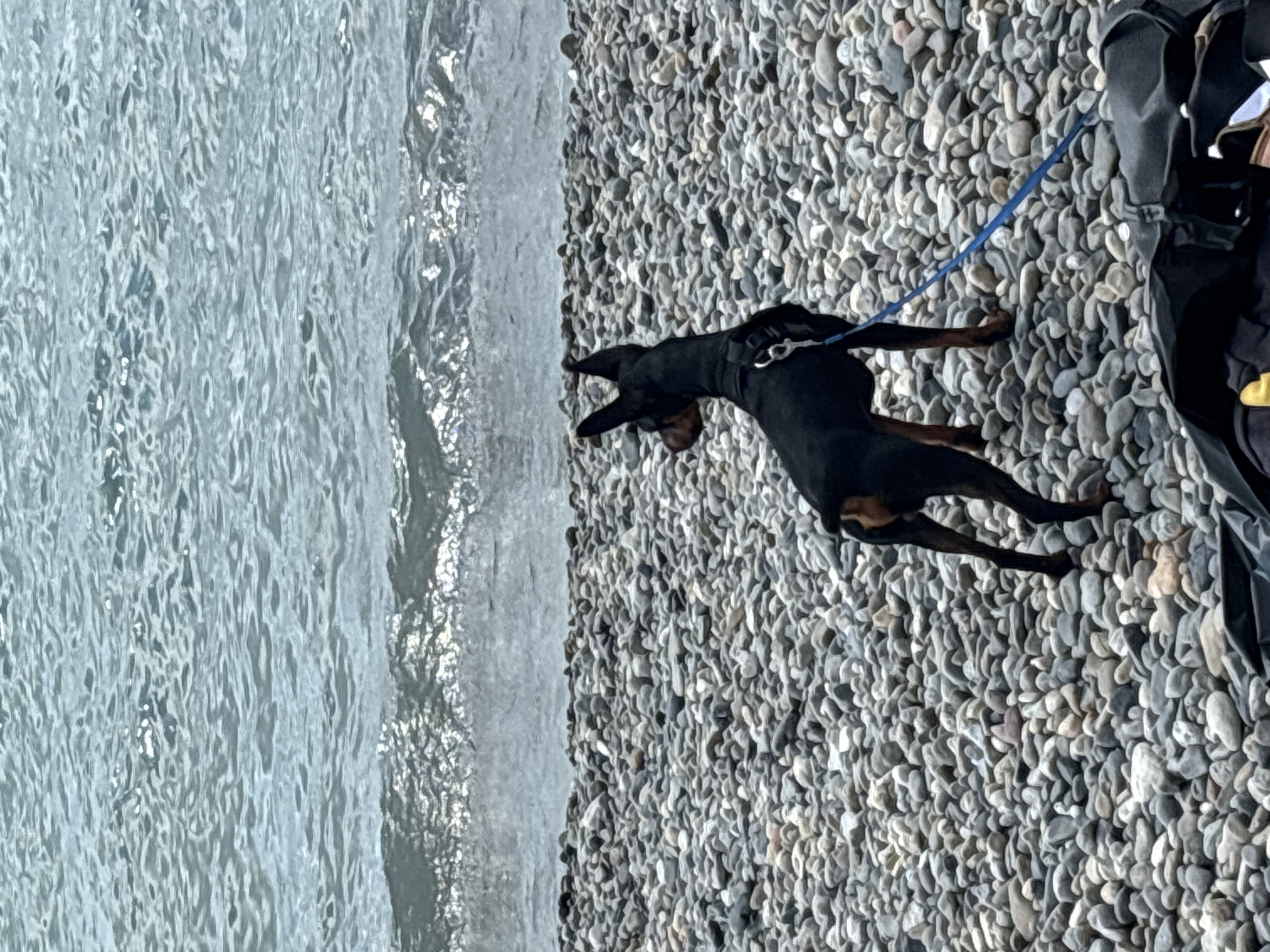 A black miniature Pinscher dog on a blue leash stands on a pebble beach, looking out at the choppy sea. The dog is wearing a black harness and has tan markings on its face and legs. The beach is covered in smooth, grey and white pebbles. In the foreground, a dark bag is partially visible on the ground. The water is a muted blue-grey with whitecaps. The scene appears to be a natural setting, possibly a beach in Sochi, Russia, given the presence of pebbles and the style of the sea.