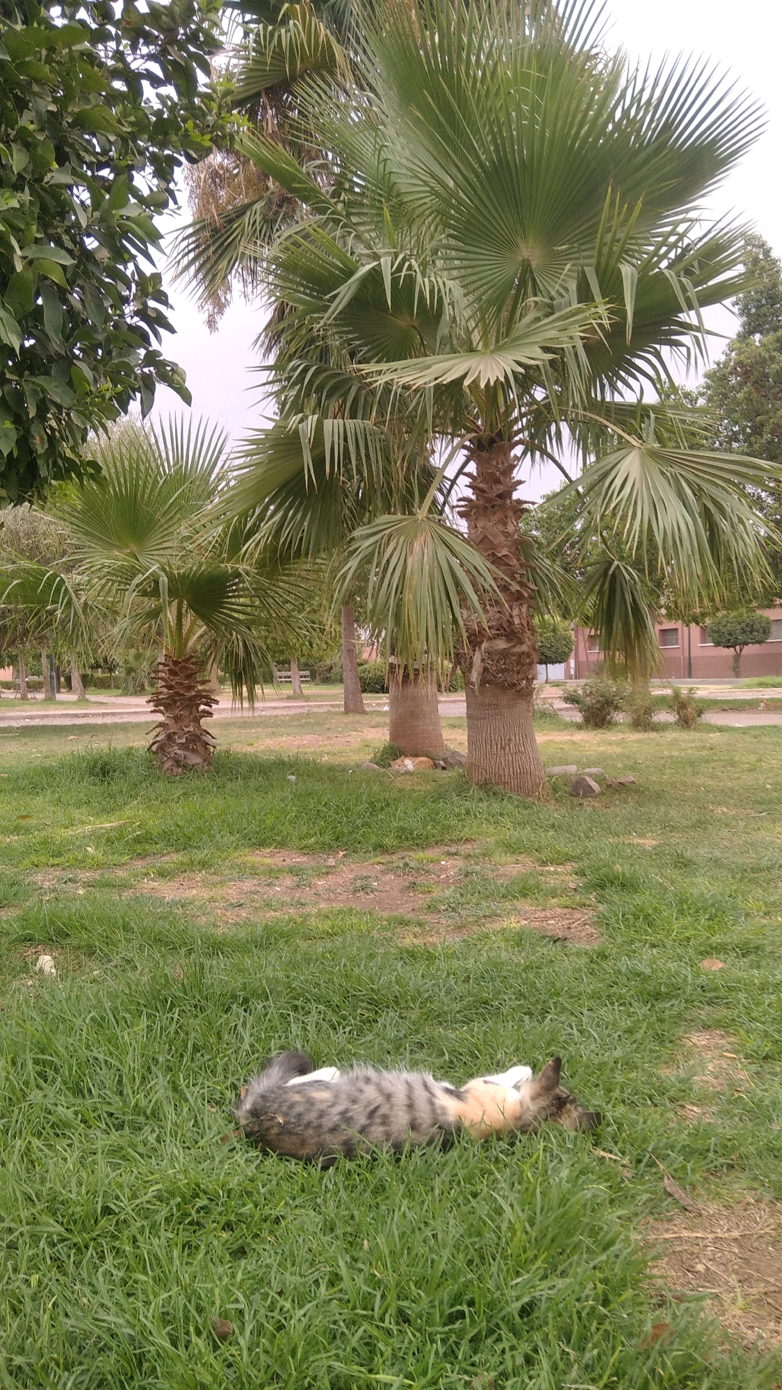 A medium shot captures a calico cat lying on its back in a patch of green grass, paws up in the air. The cat's fur is a mix of grey, black, white, and orange. In the background, three palm trees are visible, with lush green fronds. The ground around the palm trees is covered in grass and some scattered rocks. A dirt path runs behind the grass, and beyond that, there are more trees and some buildings. The sky is overcast.