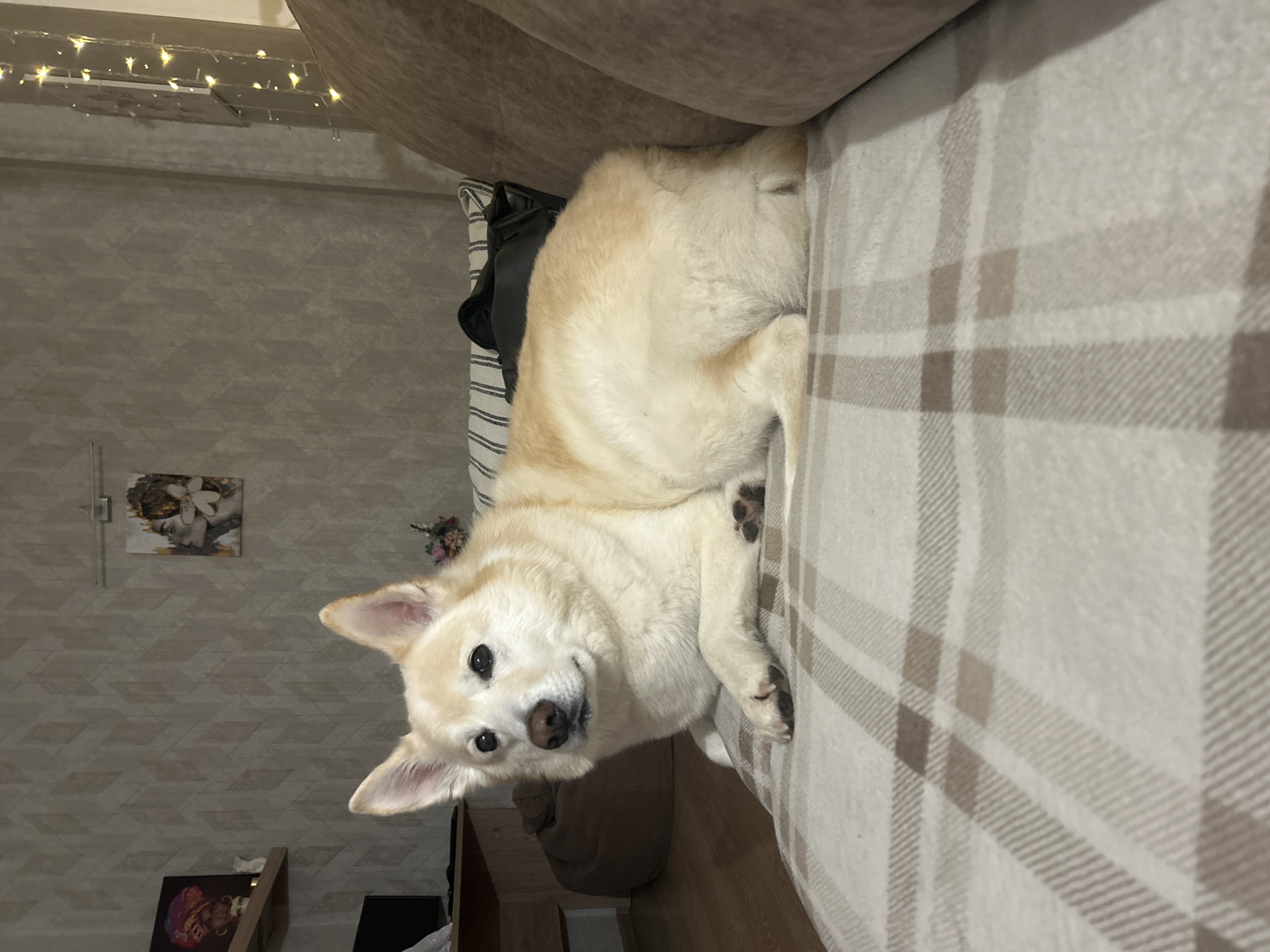 A cream-colored dog with pointed ears is lying on a couch, facing left. The dog's body is mostly visible, with its front paws tucked underneath. The couch is covered with a beige and white plaid blanket. In the background, a wall is visible with a textured wallpaper pattern. Two framed pictures hang on the wall, one with a woman in a colorful headwrap and another with two faces and a flower. There is also a string of fairy lights on the right side of the image, and a glimpse of a brown beanbag chair and a wooden desk on the left. The scene appears to be an indoor setting, likely a living room. The location is not discernible from the image itself, and thus cannot be associated with Khimki, Russia.