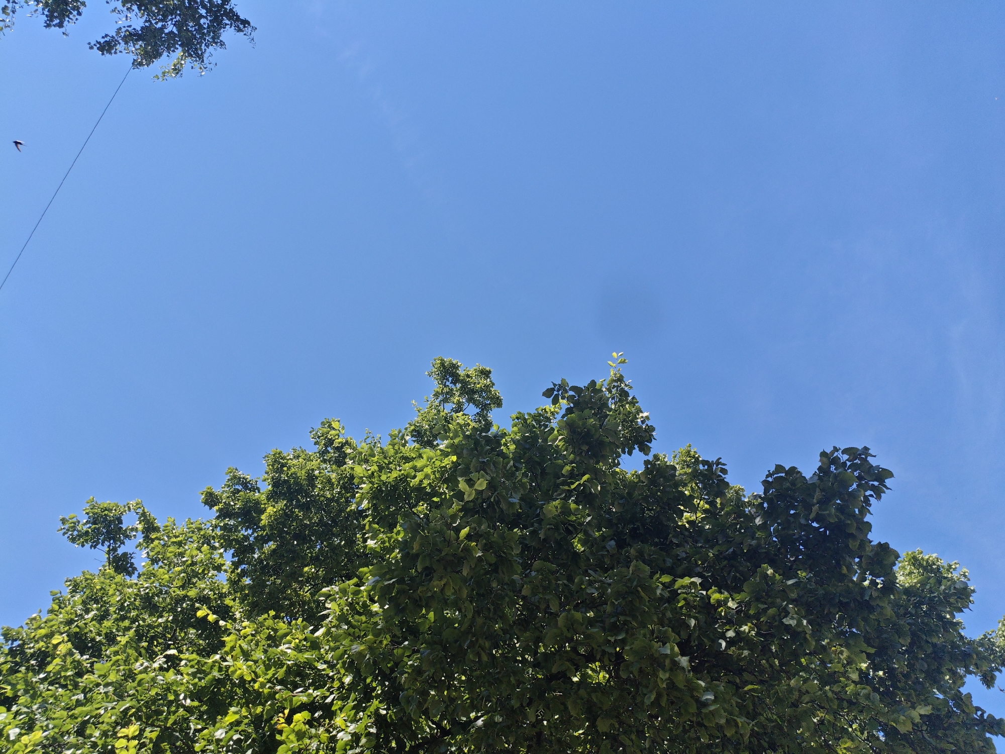 A low-angle shot captures a clear, bright blue sky with a few wispy white clouds. The top of a dense, green deciduous tree occupies the lower half of the frame, its leaves rustling in the breeze. In the upper left corner, a portion of another tree with darker leaves is visible, and a thin black line, possibly a wire or string, extends diagonally across the sky from the upper left. A small, dark bird is in flight near the wire. The scene is a sunny day with no people present.