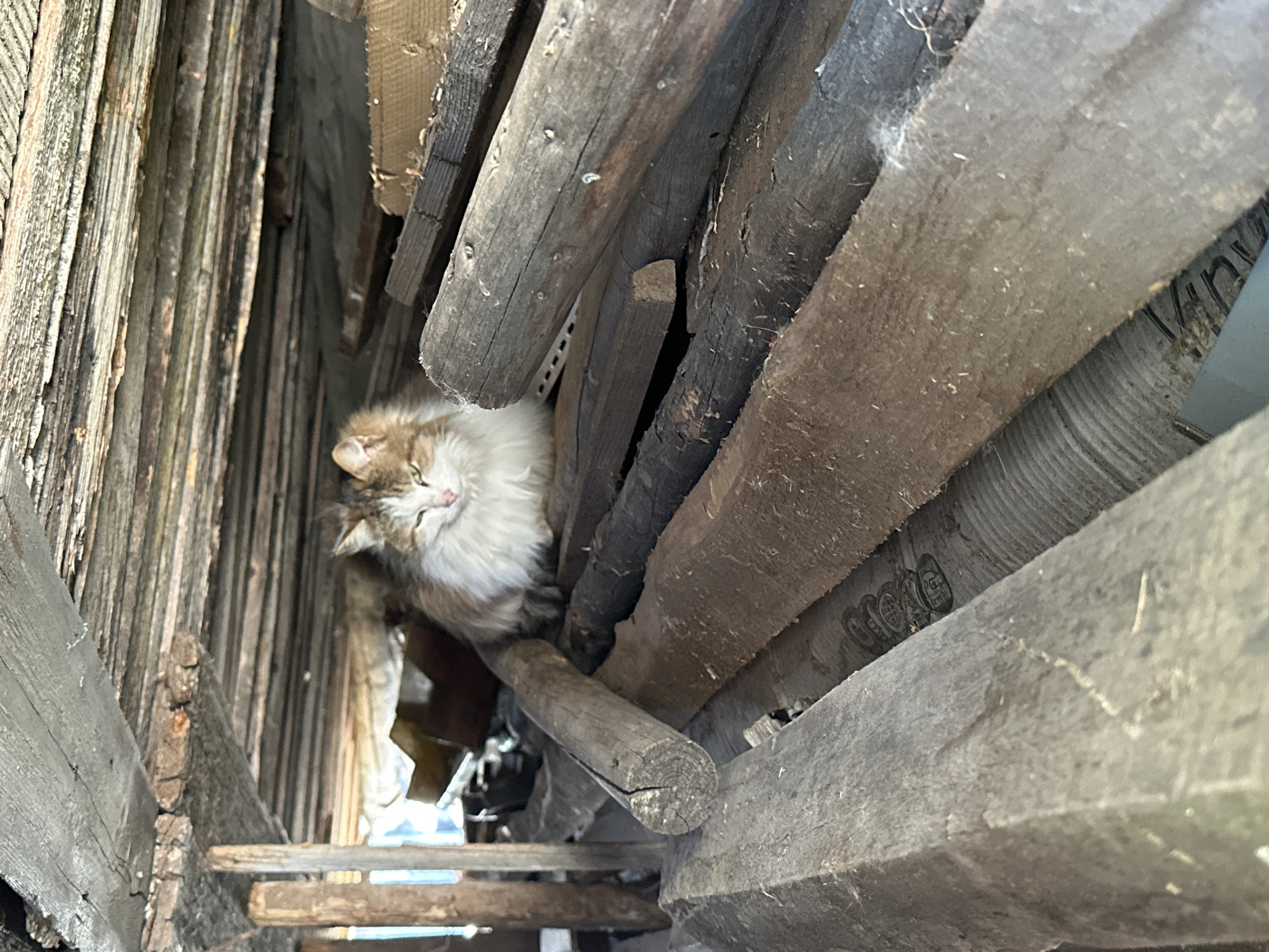 The photograph shows a fluffy, long-haired cat nestled amidst a pile of weathered wooden planks and timbers. The wood appears to be aged and rough-hewn, with varying shades of gray and brown, suggesting an outdoor storage location or a dilapidated structure. The cat is positioned near the center-left of the frame, partially obscured by the wood, with its face visible and eyes slightly closed. The background features more of the stacked lumber, creating a cluttered and enclosed environment. The location is said to be Среднее Кечево, Russia, but nothing in the image confirms it.