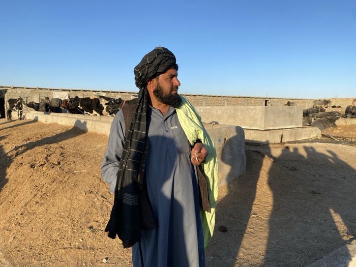 An adult male stands outdoors at a cattle farm in Jabadar, Afghanistan. He is positioned in the foreground, facing right with his head turned to his right, wearing a black turban, a grey long-sleeved tunic (kameez), and a black striped shawl draped over his left shoulder and arm. A light green garment is draped over his right shoulder. His left hand is partially visible, holding a small white object. The ground is dry, light brown earth, and long shadows are cast by the man and other unseen subjects to the right, indicating a low sun angle. In the background, numerous black and white cows are visible within concrete-walled pens. Concrete feeding troughs are present, with some cows gathered near them. A large, square concrete structure, possibly a water tank or pen, occupies the mid-ground. The sky above is clear and blue.