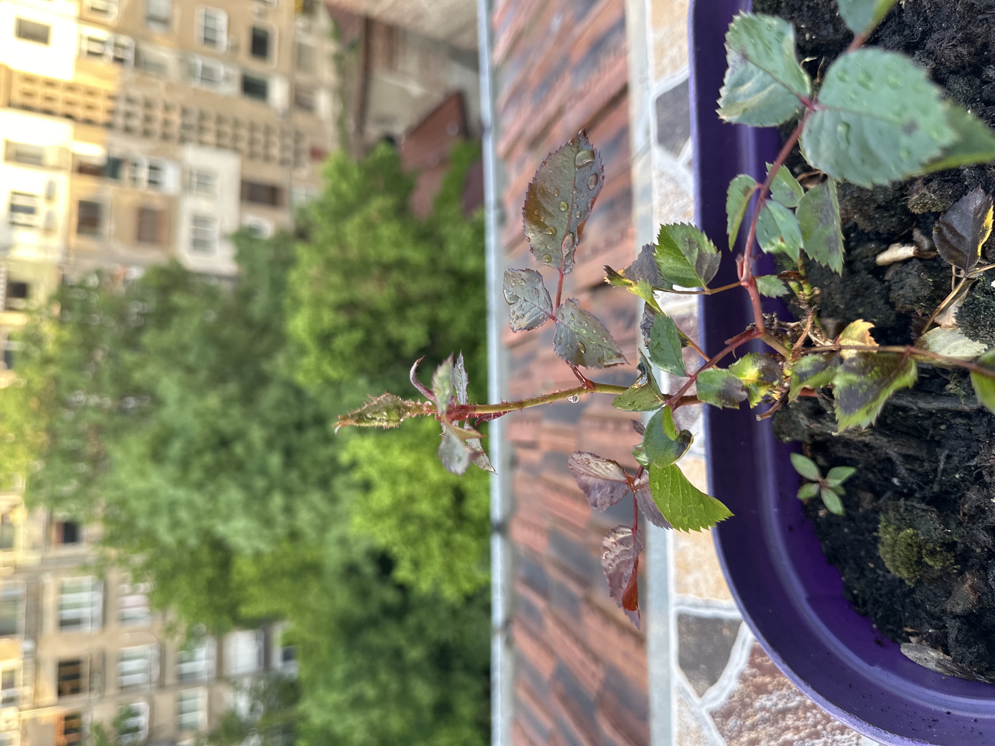 The image is a close-up, high-angle shot of a rose plant in a purple pot. The plant has green and brownish-red leaves, some with water droplets on them. The pot sits on a tiled surface with a geometric pattern.
In the blurred background, there is a cityscape with buildings and trees. The buildings are light-colored and appear to be residential, with multiple windows. The trees are dense and green.
Based on the architectural style of the buildings, the image is likely taken in a city in Eastern Europe. Given the context clues, a possible location is Sofia, Bulgaria. There are no people visible in the image.