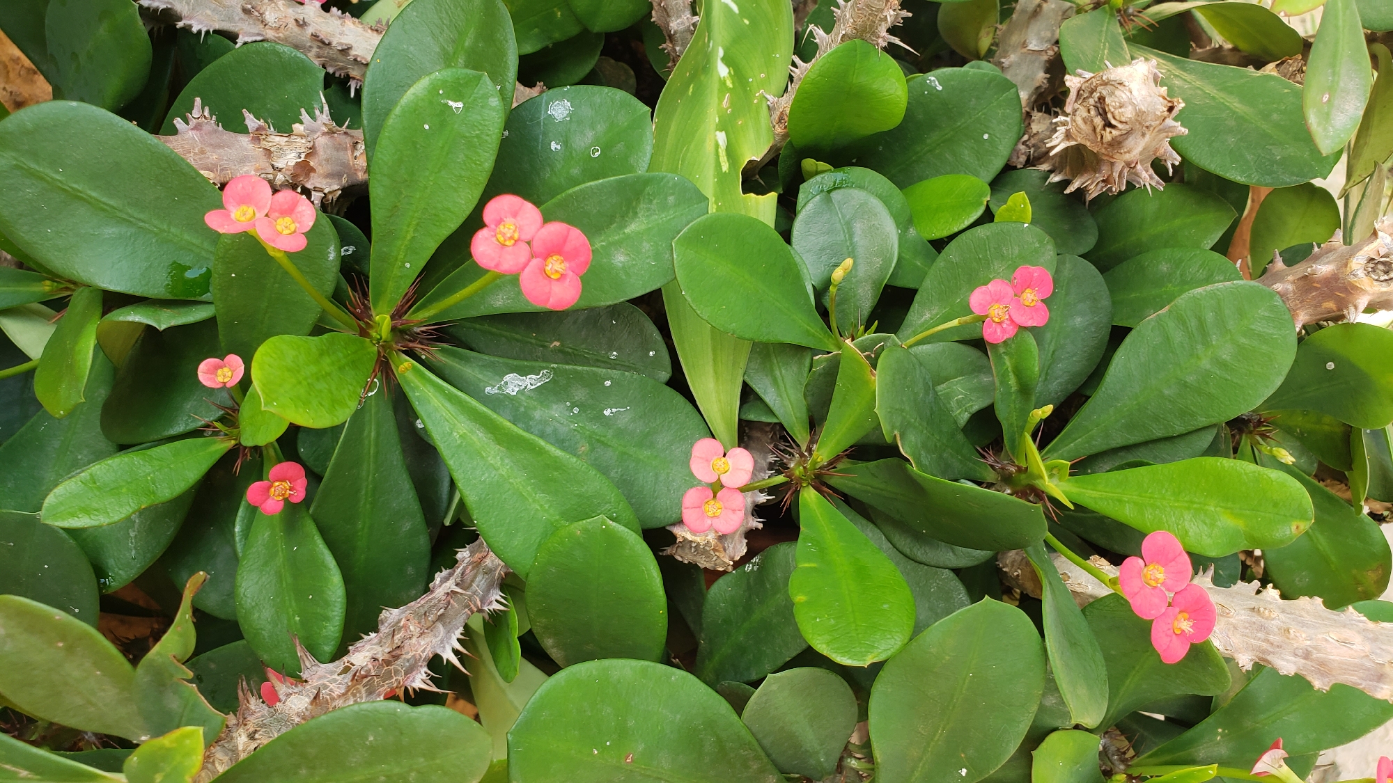 This is a close-up, overhead shot of a dense, thorny plant with dark green, oval-shaped leaves and small, vibrant pink flowers. The plant exhibits numerous sharp, brown thorns protruding from its woody stems. Scattered among the leaves are several clusters of these small, delicate flowers, each featuring four petals and a bright yellow center. The background is a blur of more green foliage and brown, woody textures from the plant's branches and perhaps the surrounding environment. The image appears to have been taken outdoors, with natural lighting. There is no evidence of human presence or any specific environmental features that would indicate the location within Sabon Tasha, Nigeria.