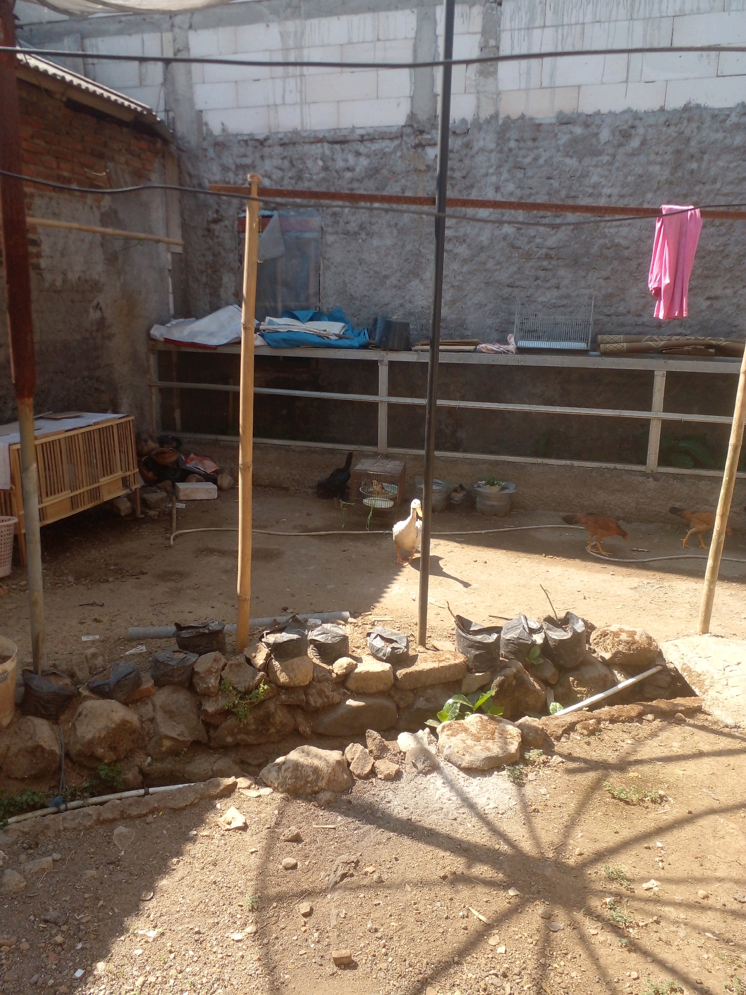 This is a medium-angle, eye-level, outdoor photograph of a chicken coop and surrounding area in what appears to be Peron, Indonesia. The scene is set in a dirt yard enclosed by concrete block walls. In the background, a pink garment hangs from a clothesline. Several chickens are visible, some pecking at the ground, and one is in a cage with a white duck. To the left, a wooden chicken coop is elevated on rocks. In the foreground, a collection of large rocks and black plastic bags are arranged along a low wall, with a white pipe running alongside. Sunlight casts shadows across the dirt ground. The overall impression is one of a simple, functional animal enclosure in a residential or semi-rural setting.