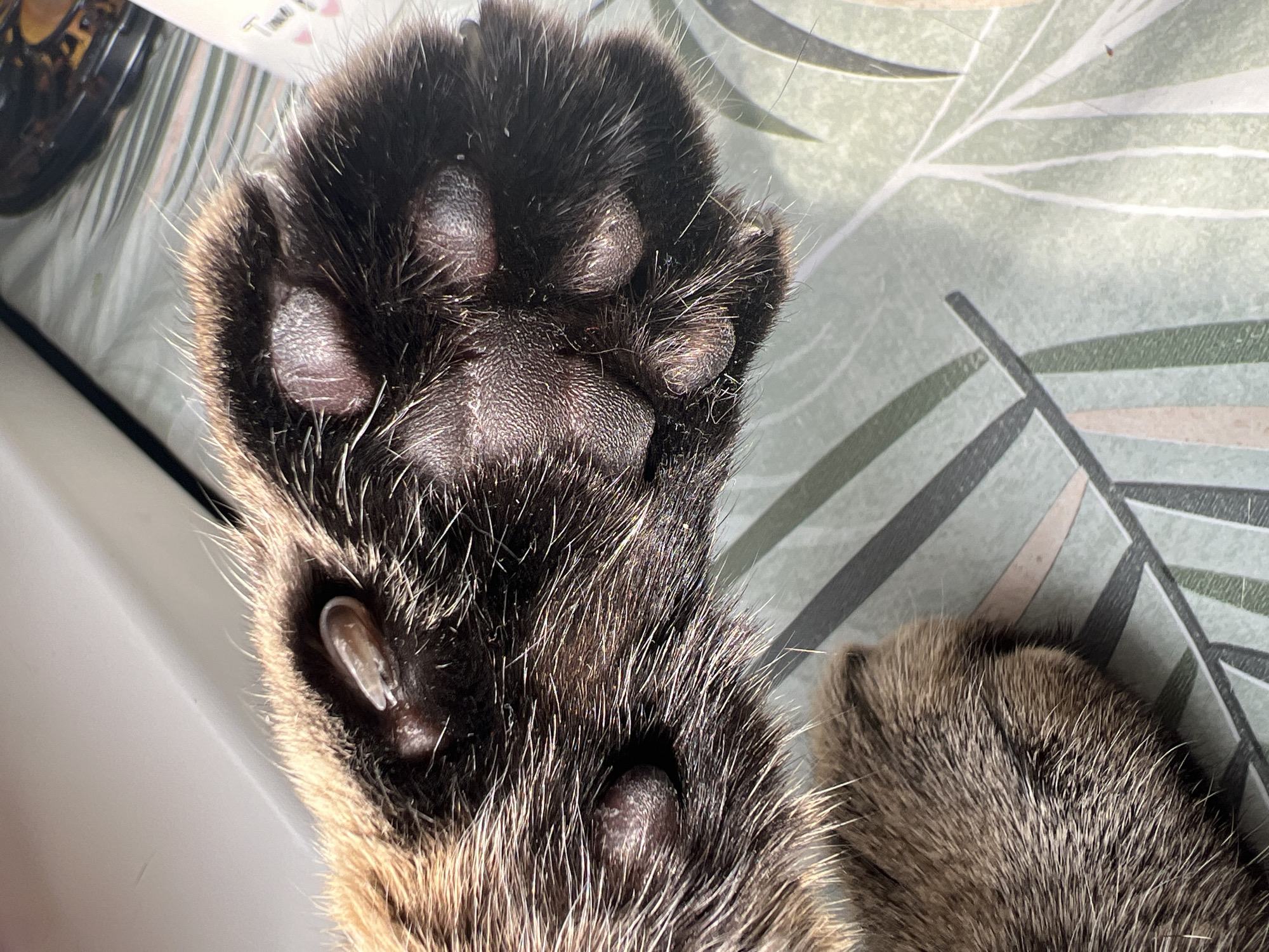 The scene depicts a close-up view of a domestic cat's front right paw, positioned indoors in the city of Izhevsk, Russia. The paw is covered in brown and dark brown fur, with the carpal and digital paw pads visible on the underside. A light-colored, engorged tick is embedded in the skin adjacent to a digital paw pad, near the base of a toe. The paw rests on a flat surface featuring a repeating pattern of stylized green and white foliage. A white, out-of-focus object, consistent with a window sill, is visible in the upper left background. The setting is well-lit. No human subjects or other animals are present.