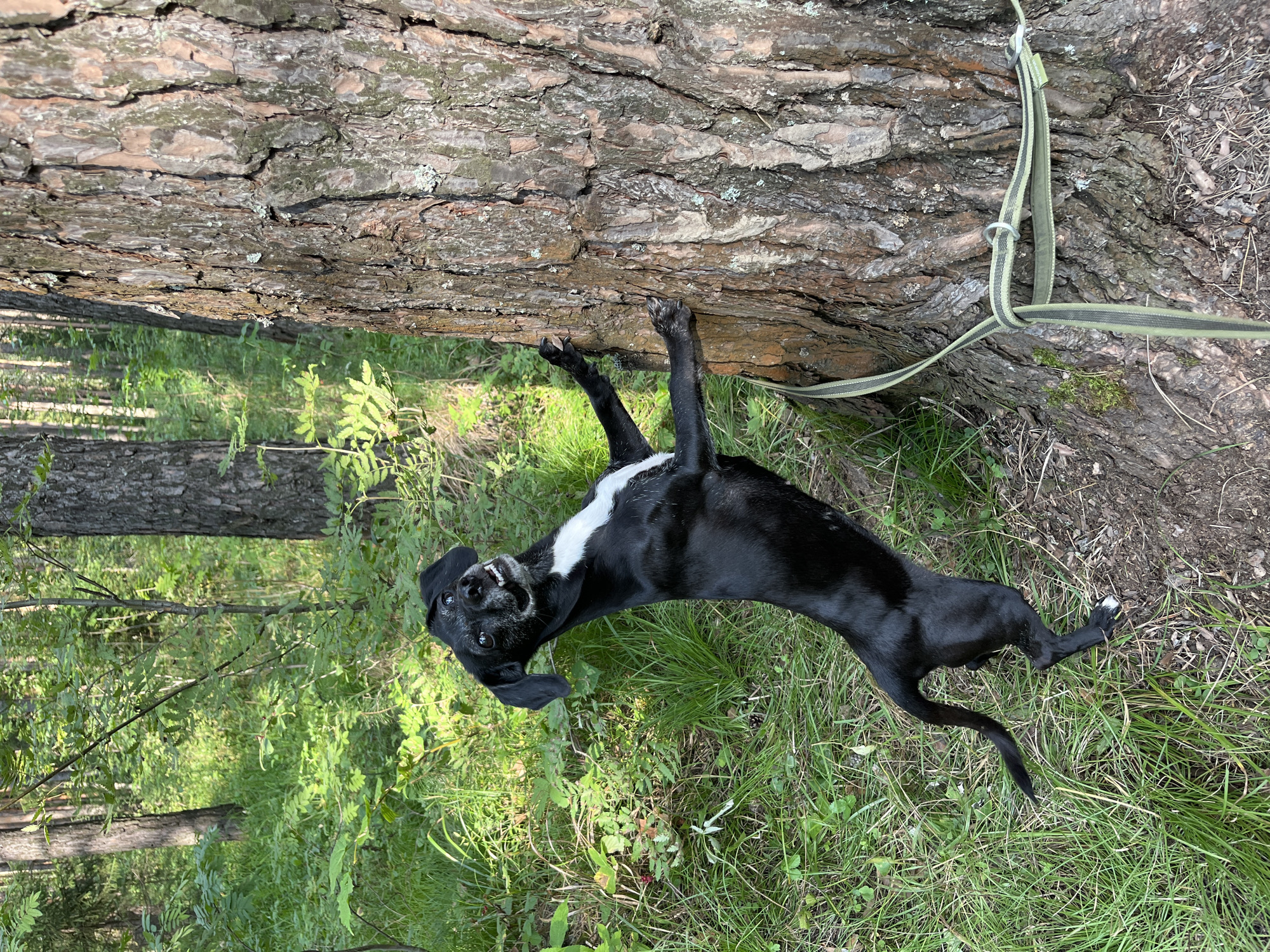 A black dog with a white chest marking stands on its hind legs, gripping a large tree trunk with its front paws. The dog is looking upwards and to its left with its mouth open, displaying its teeth in what appears to be a happy or excited expression. A green leash is tied around the base of the tree. The background is a forest with lush green foliage and tall trees, suggesting an outdoor setting. The image does not contain any specific information that would allow for its location to be identified as Nizhny Tagil, Russia.