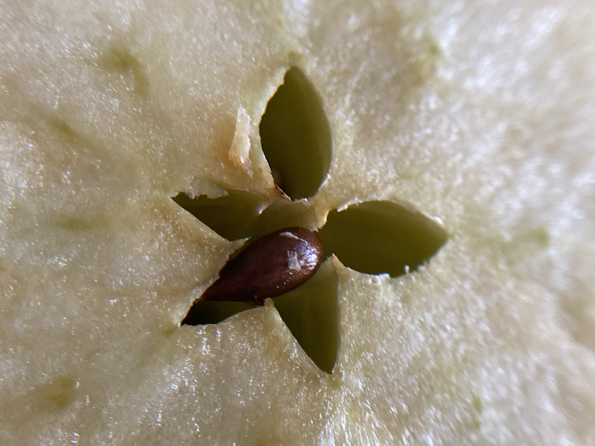 A close-up, macro shot of a star-shaped cavity within a light-colored, fleshy fruit, likely an apple. The cavity reveals a dark brown, oblong seed resting in its center. The surrounding flesh has a slightly textured surface with subtle variations in color, including some hints of green. The lighting creates highlights and shadows, emphasizing the three-dimensional nature of the seed and the cavity. There is no visible indication of location or context beyond the immediate subject.