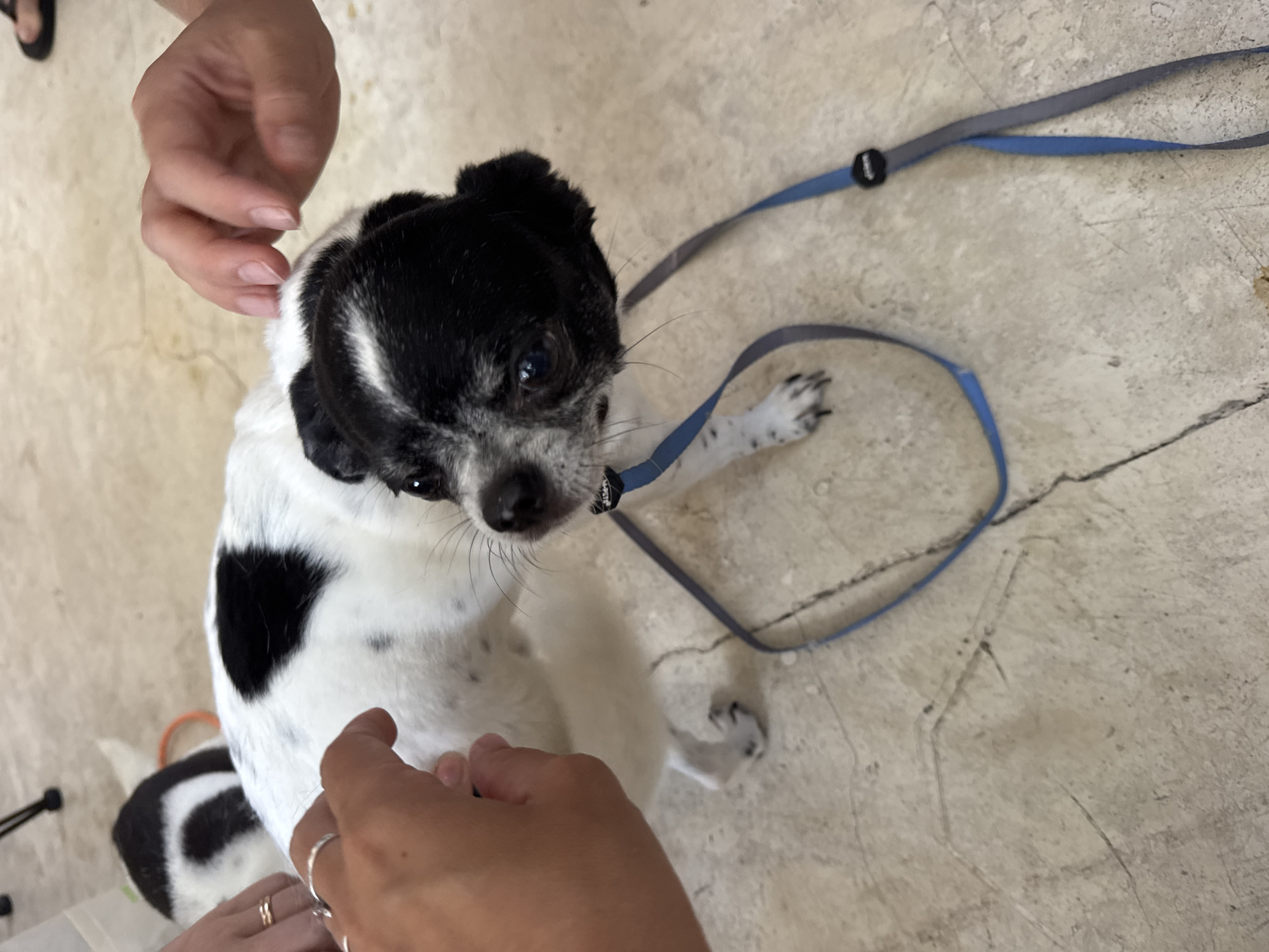 The image shows a black and white small dog, possibly a Chihuahua mix, being petted by a person. The dog is wearing a blue leash. The setting appears to be an indoor space with a light-colored, possibly concrete, floor. Another black and white dog is partially visible in the lower left corner of the frame. The location is Ungasan, Indonesia.