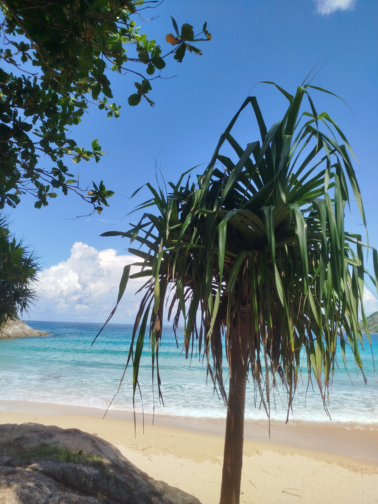 A picturesque tropical beach scene unfolds under a clear blue sky with scattered white clouds. The foreground is dominated by a large pandanus tree with its characteristic long, strap-like leaves framing the view. To the left, a cluster of green foliage from another tree hangs into the frame, and a large, dark rock formation with patches of green moss rests on the sandy shore.
The beach itself is composed of light-colored sand, meeting the gentle turquoise waves of the ocean. The water exhibits varying shades of blue and green, indicating its clarity and depth. White foam marks the edge where the waves crest and break onto the shore. In the distance, a small, rocky island or headland juts out from the water on the left, and a hazy green hillside is visible on the far right horizon. The overall impression is one of a serene and inviting tropical paradise. The specific location is the beach in Rawai, Thailand.