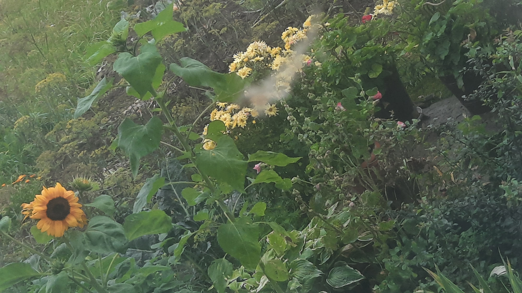 A sunflower is in full bloom, its bright yellow petals contrasting with its dark center. It is surrounded by a variety of green foliage and smaller yellow flowers. The scene appears to be in a garden or natural outdoor setting. The image was taken in Shkloŭ, Belarus.