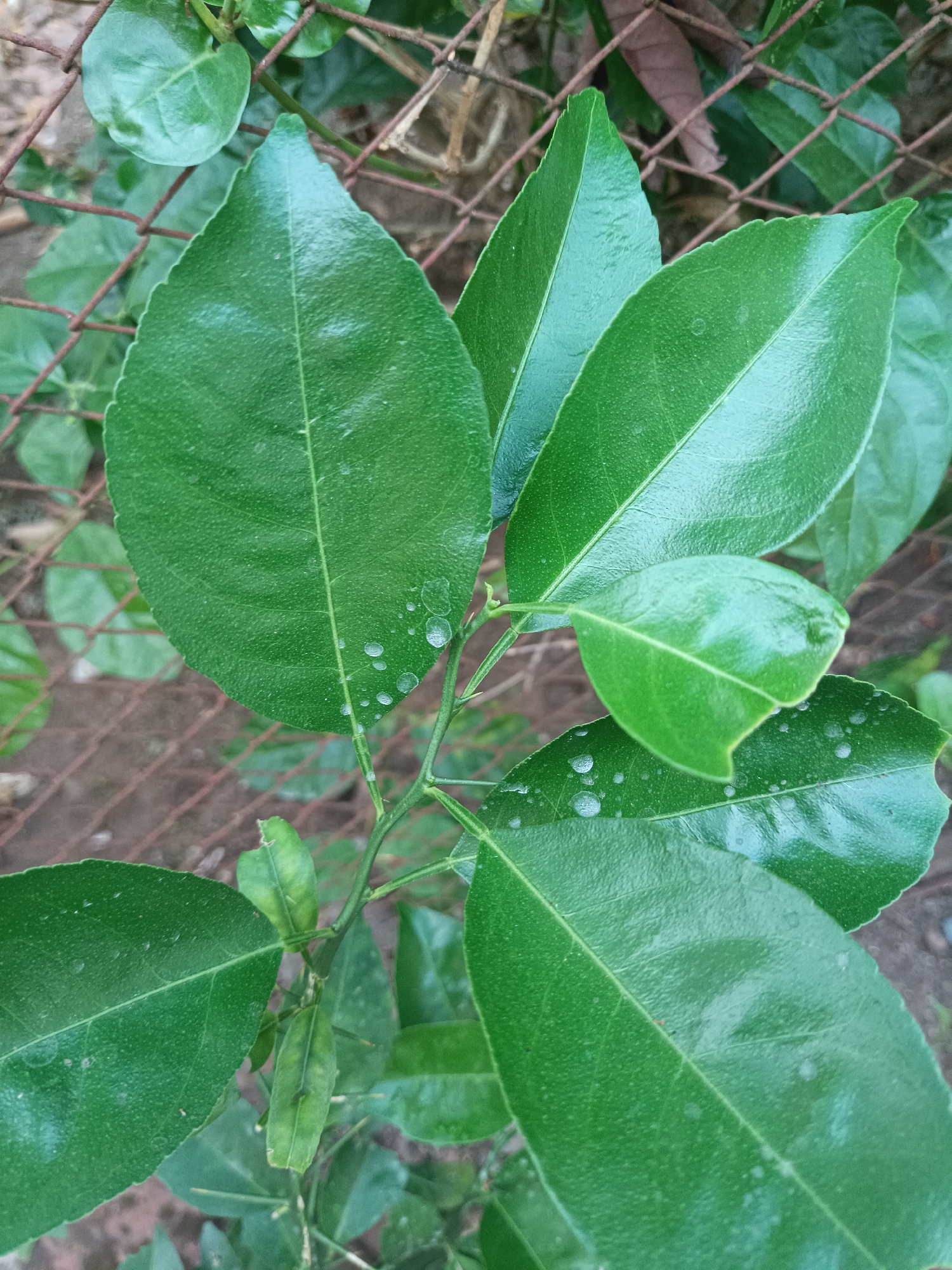 A close-up, eye-level, vertical shot captures a cluster of vibrant green citrus leaves, possibly from a lime or orange tree, against a blurred background of a wire fence and soil. The leaves are glossy, indicating they are healthy and possibly recently watered, as small droplets of water are visible on their surfaces. Some leaves exhibit a slightly serrated edge. The foreground is dominated by the lush foliage, with the wire fence serving as a backdrop and a subtle separator between the plant and the earth. The scene suggests a natural outdoor setting within a garden or yard, likely in Jember, Indonesia, given the climate and commonality of such plants. No people or animals are present in the frame.