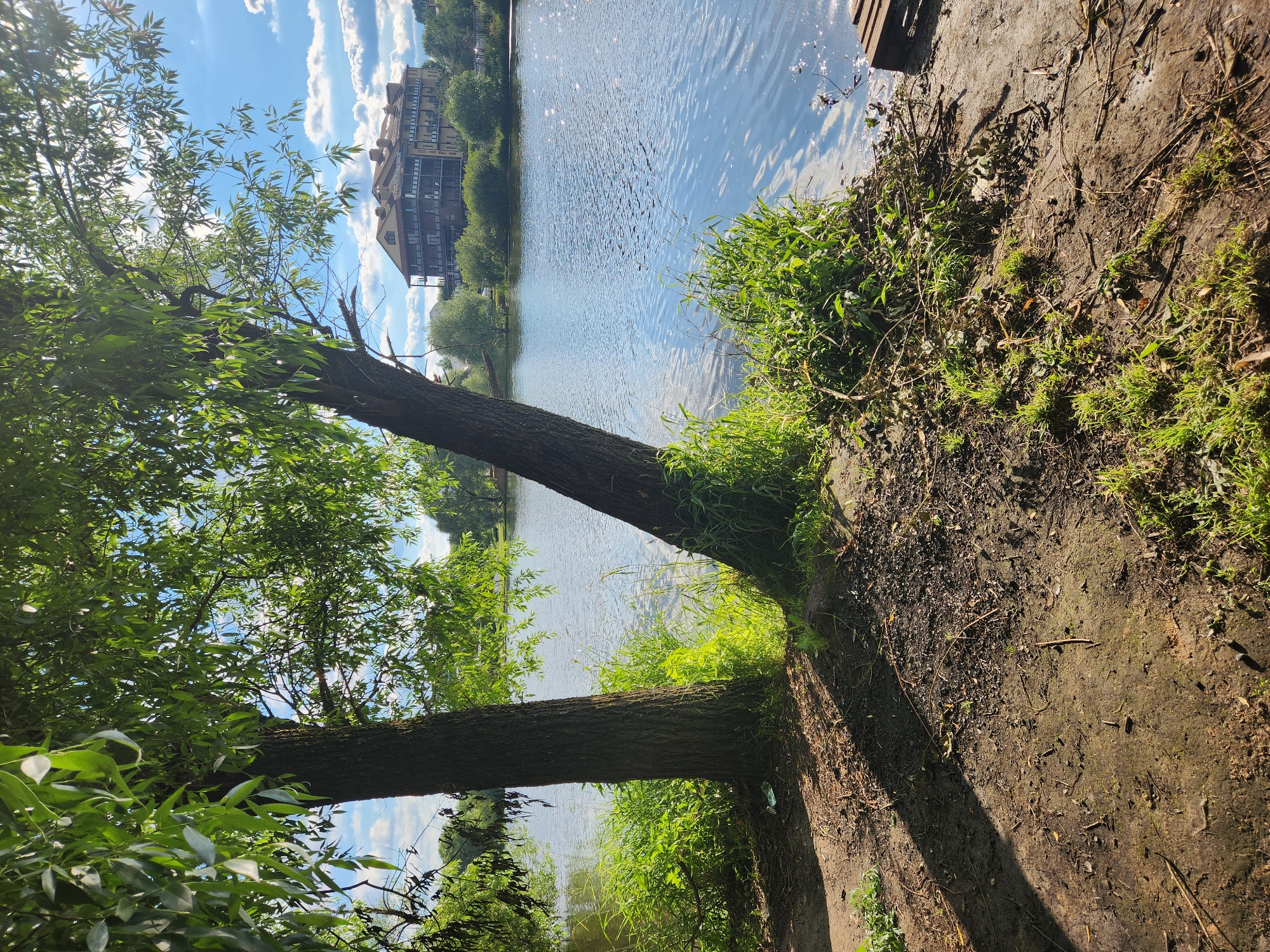 The image depicts a tranquil lakeside scene under a bright, partly cloudy sky, suggesting a sunny day. The foreground is dominated by the base of two trees with thick, dark trunks and lush green foliage, casting shadows on the muddy ground. One tree leans significantly towards the water.
To the right of the trees, the muddy bank is covered in green grass and scattered dry leaves and twigs. A wooden structure, possibly a dock or pier, is partially visible at the very top right edge of the frame.
The middle ground features a wide, calm body of water that reflects the sky, creating a shimmering surface. The water is bordered by a treeline on the opposite bank, beyond which a multi-story building with a light-colored facade and dark-framed windows stands. The building's architecture suggests an urban or semi-urban setting.
The scene is devoid of people or overt activity. The overall atmosphere is peaceful and natural, with the sunlight dappling the water and highlighting the vibrant green of the vegetation. The location context provided is Vniissok, Russia. No visible text is present in the image.