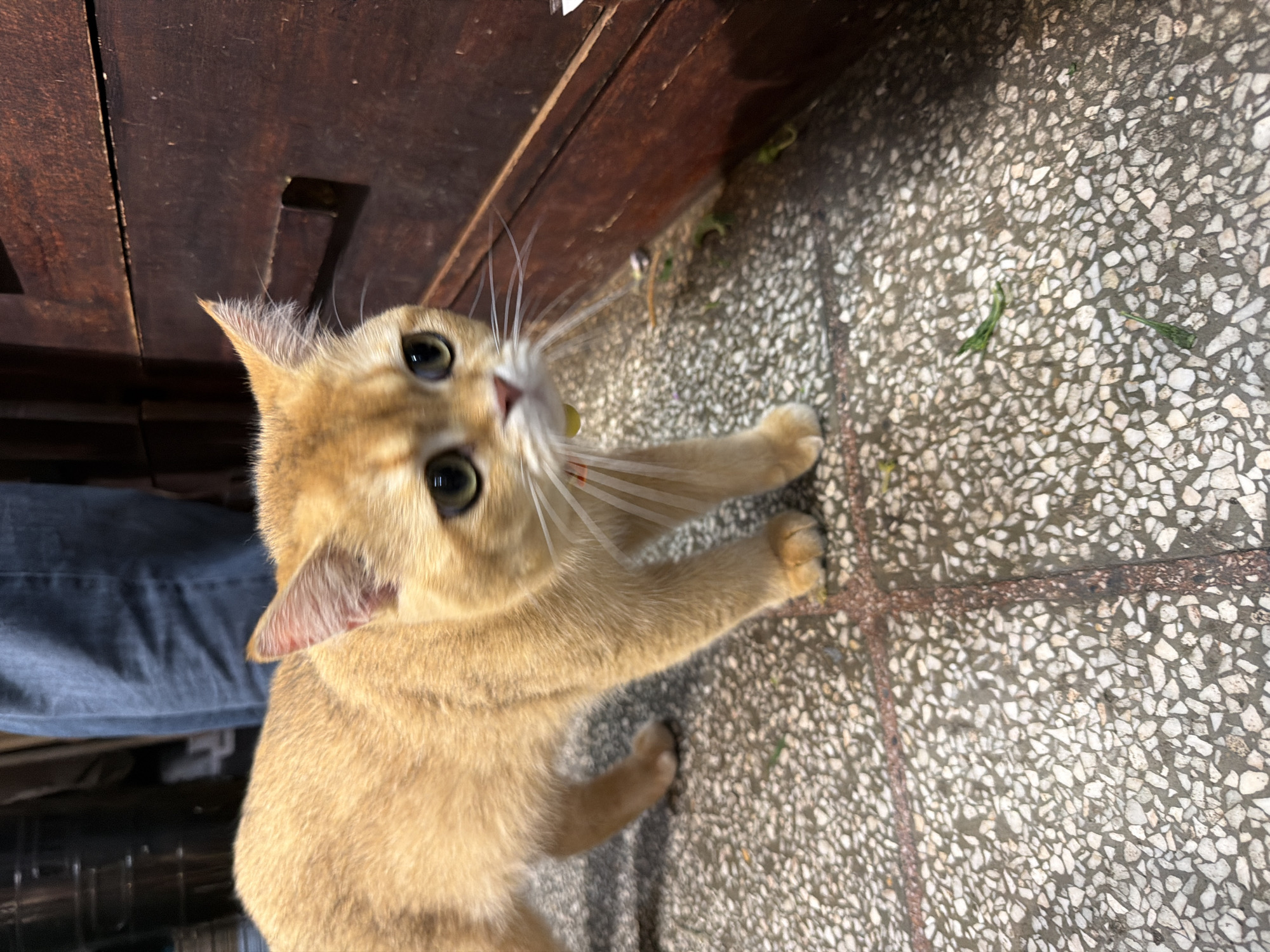 A tan-colored cat with green eyes is the primary subject of the image, positioned on a tile floor. The cat is reaching upward with its paws. A section of what appears to be dark wood furniture or a doorframe is visible above the cat. Part of a blue denim garment is visible on the left side of the image. The tile floor is a terrazzo style with white and grey flecks. The image appears to be taken indoors in Nha Trang Ward, Vietnam.