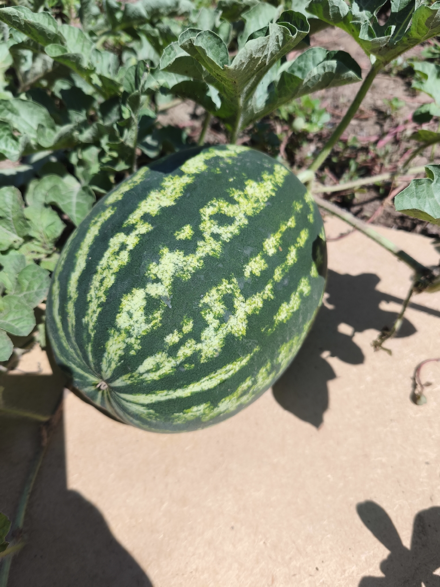A single, oblong watermelon rests on a light brown surface. The watermelon has dark green rind with lighter green stripes and mottled patches. The rind is smooth. Green leaves and vines surround the watermelon, casting shadows on the surface beneath. The environment appears to be outdoors, with soil visible in the background. The image was taken in Ленинское сельское поселение, Ukraine.