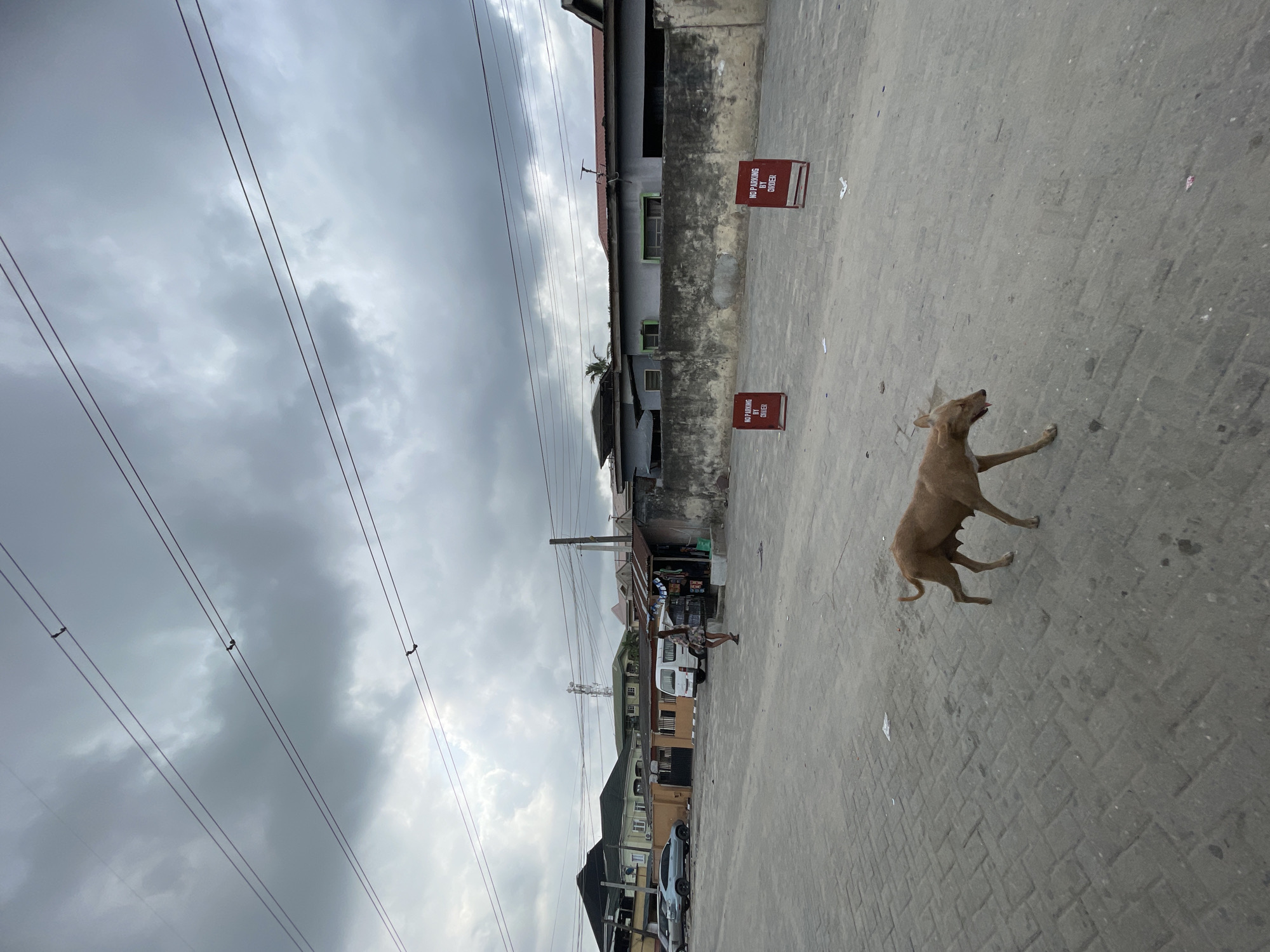 The image depicts an outdoor street scene in Ado, Nigeria, under an overcast sky. The perspective looks along a paved street or sidewalk, lined with various buildings and utility infrastructure.
In the foreground, a lean, light brown dog is walking on grey interlocking paving stones. Its tongue is slightly visible, suggesting it might be panting. Also on the paved ground, two red signs are prominently displayed, each bearing the text "NO PARKING BY ORDER" in white capital letters. Small specks of litter are scattered across the ground.
The mid-ground reveals a street bordered by a mix of residential and commercial buildings, varying in construction and color. Some structures have visible corrugated roofs. Near one of these buildings, a person is visible, standing near a parked white van. Further down the street, a silver car is partially visible. Numerous overhead utility lines crisscross the cloudy sky, supported by poles. A distant cell tower or similar structure is also visible against the sky.
The scene portrays a typical urban environment during daytime, likely on a cloudy or overcast day, as there are no strong shadows.